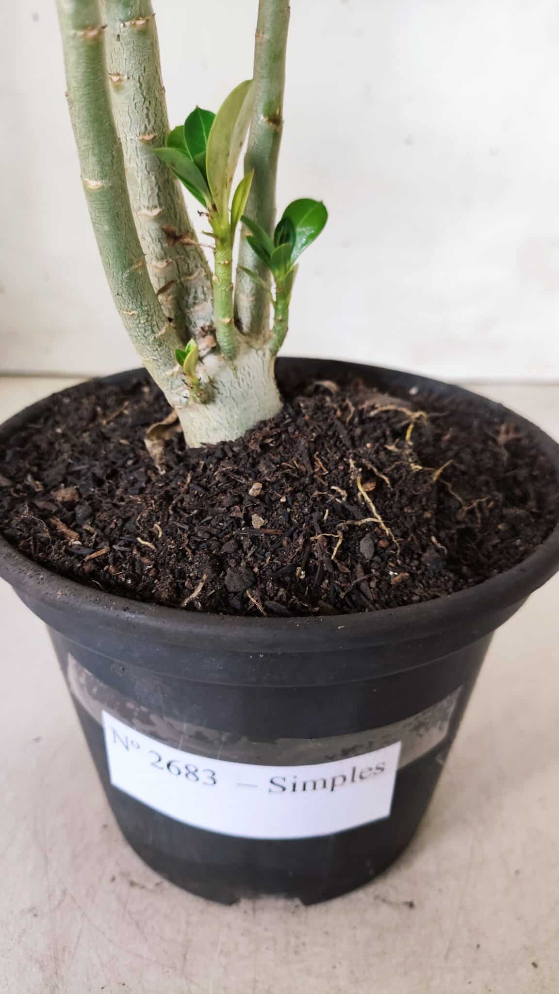 Planta Simples 2683 – 30cm – 02 anos