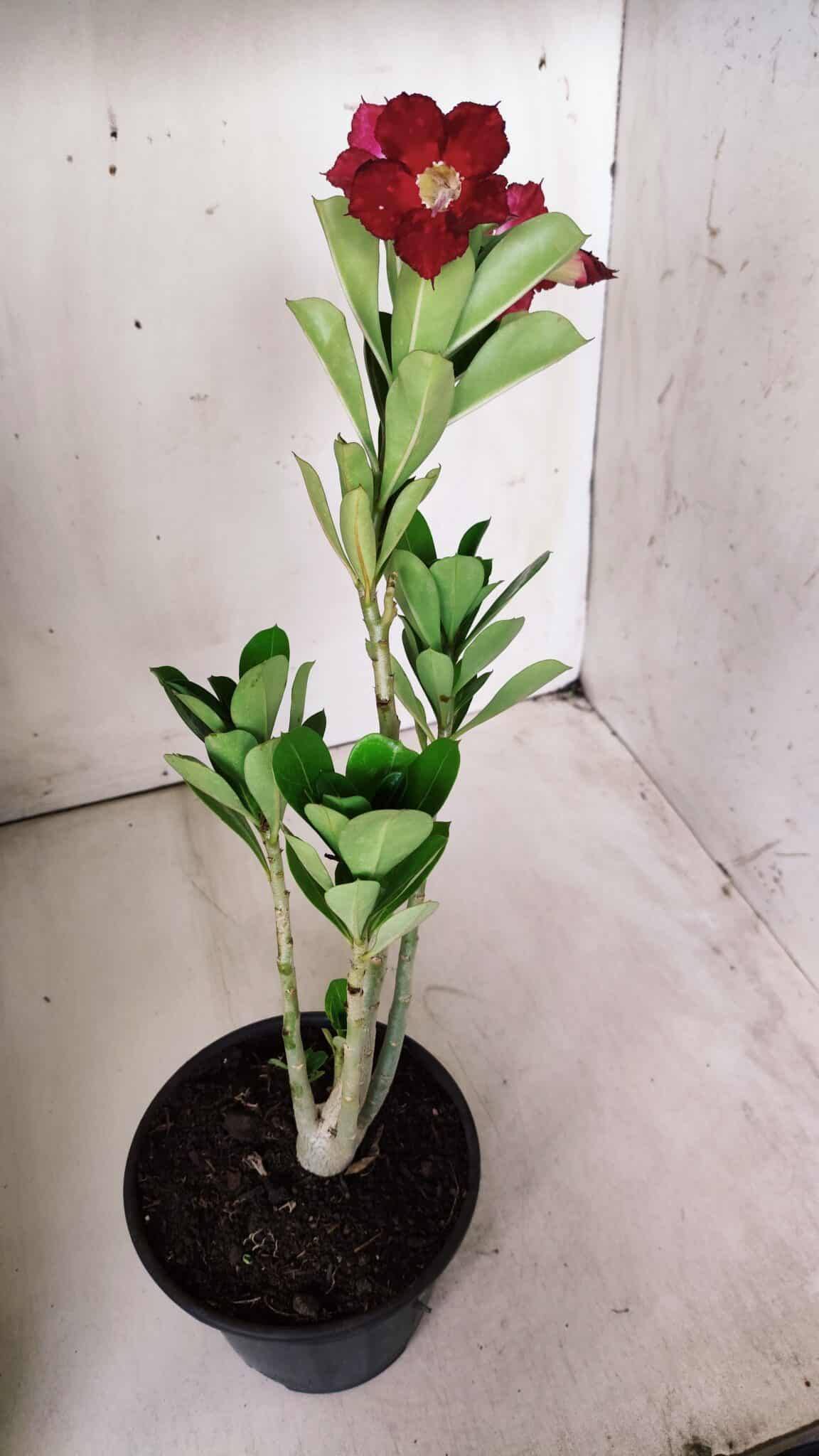 Planta Simples 2683 – 30cm – 02 anos