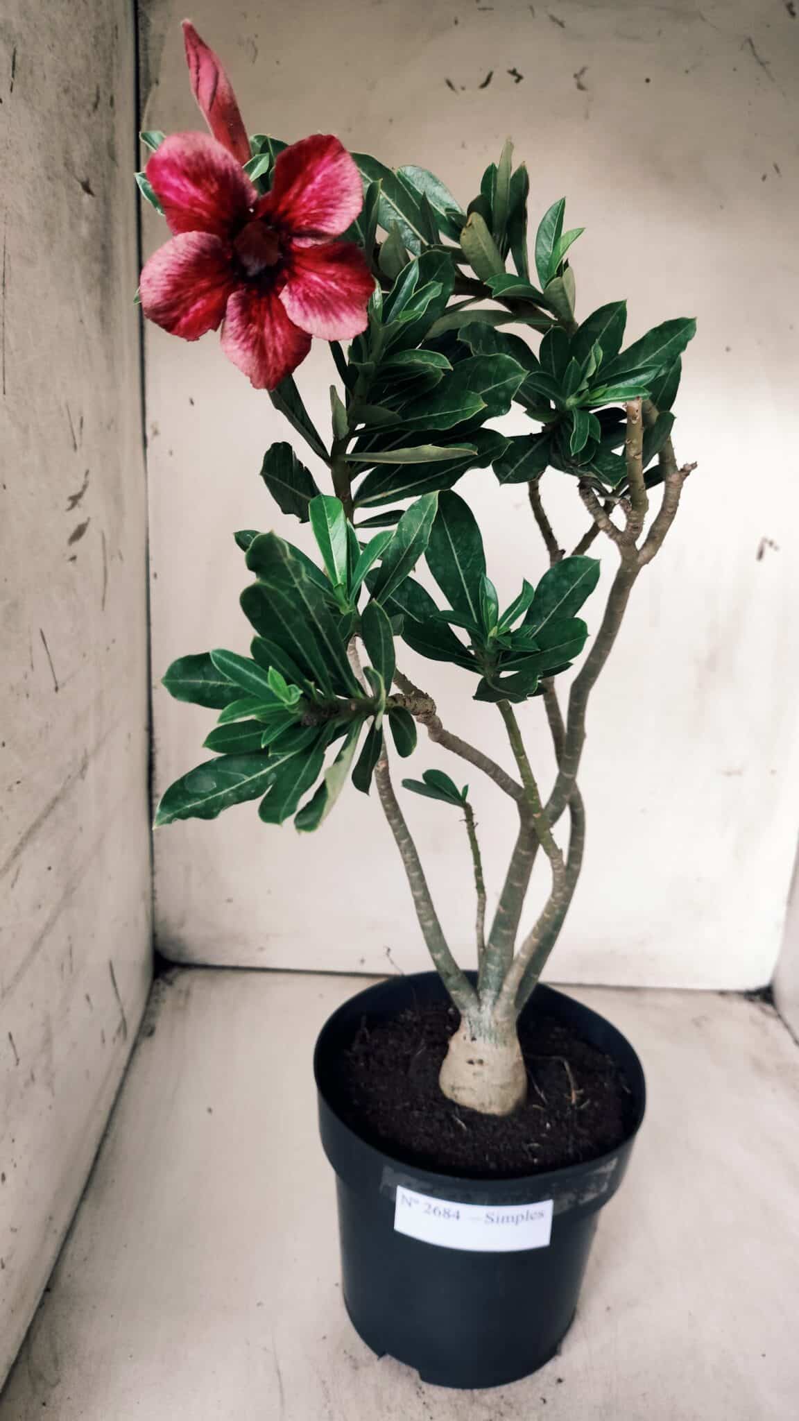 Planta Simples 2684 – 40cm – 03 anos