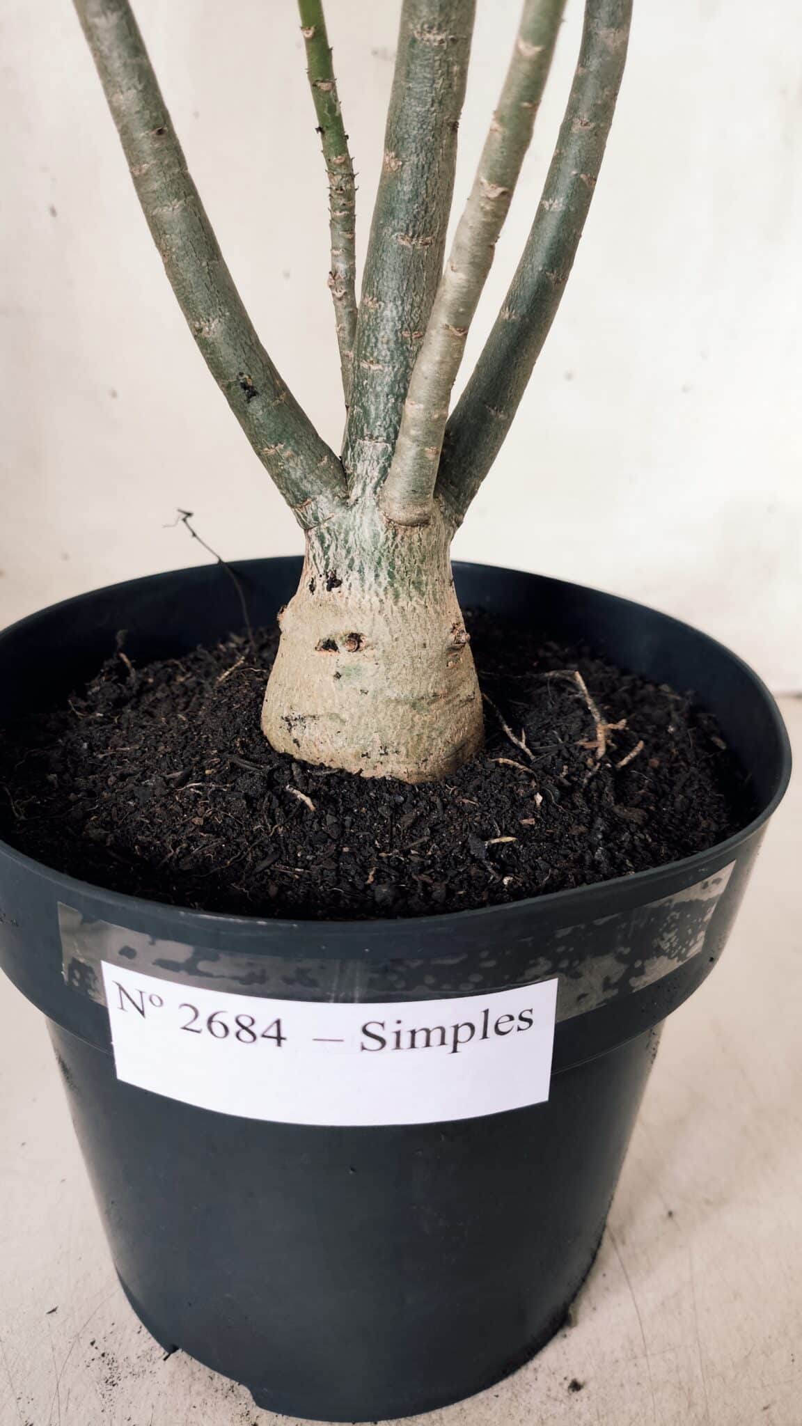 Planta Simples 2684 – 40cm – 03 anos