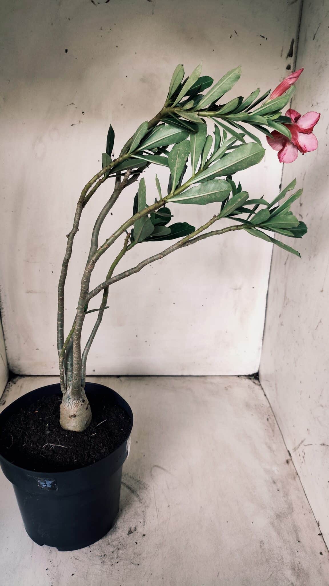 Planta Simples 2684 – 40cm – 03 anos