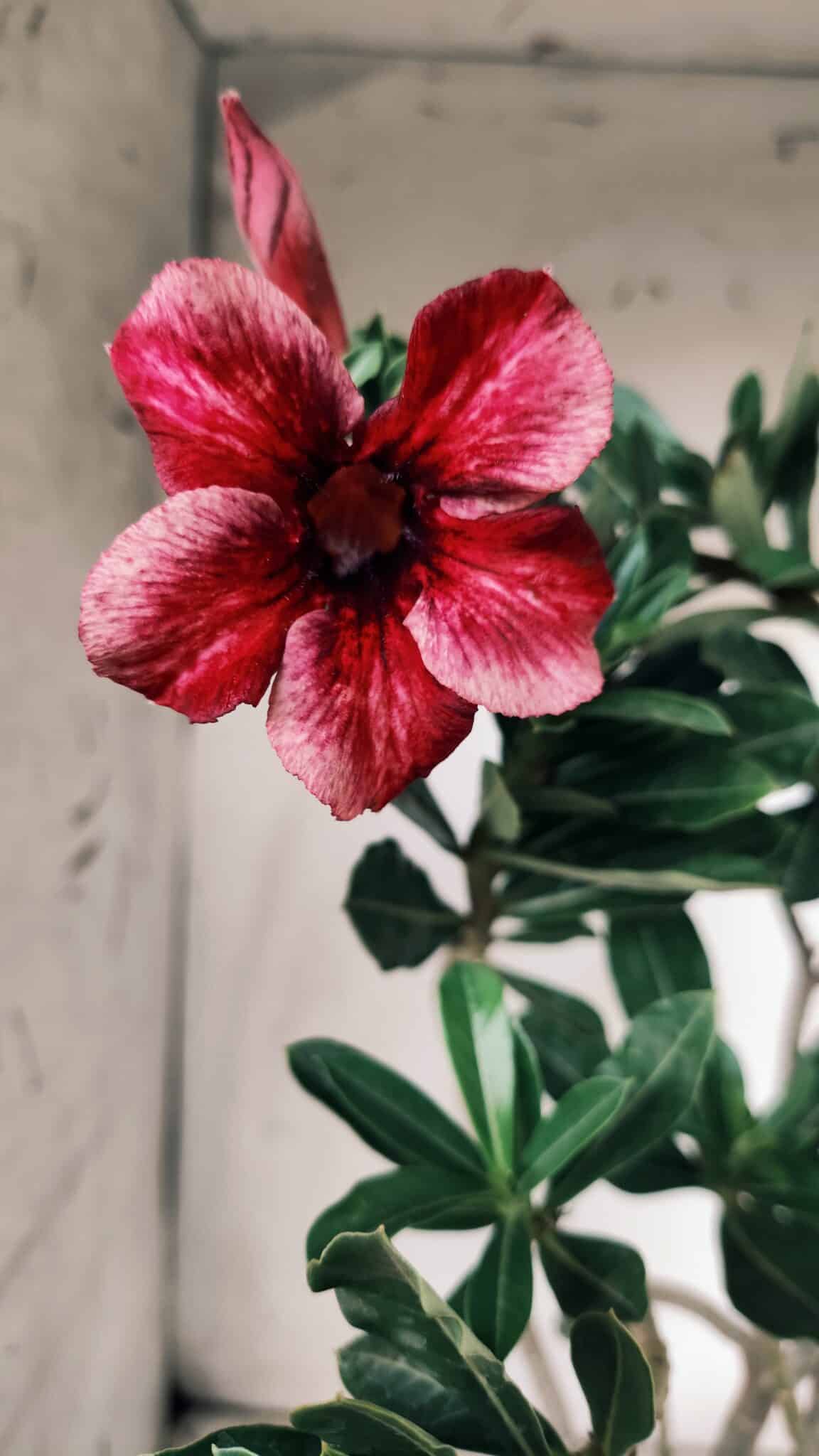 Planta Simples 2684 – 40cm – 03 anos