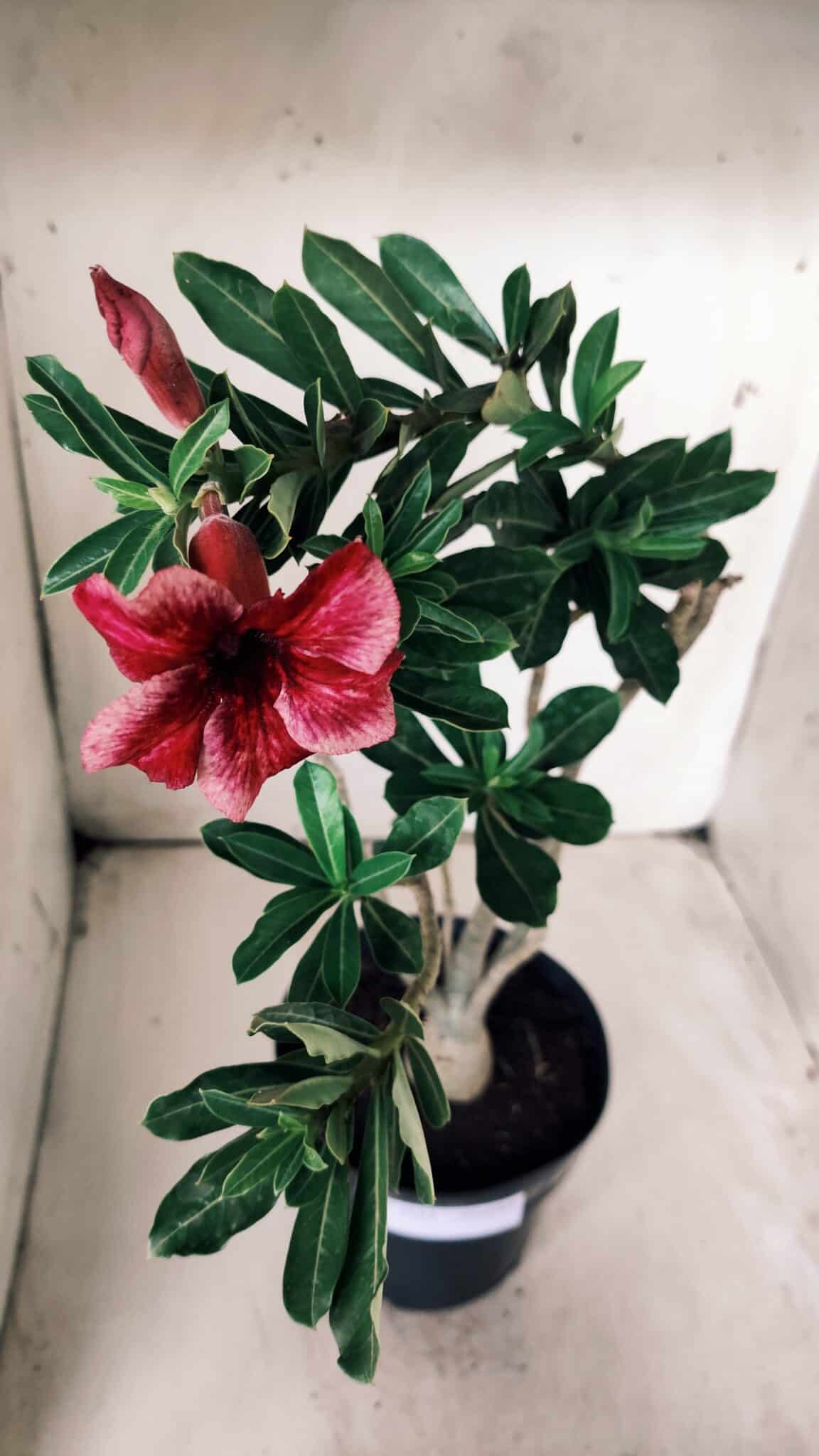 Planta Simples 2684 – 40cm – 03 anos