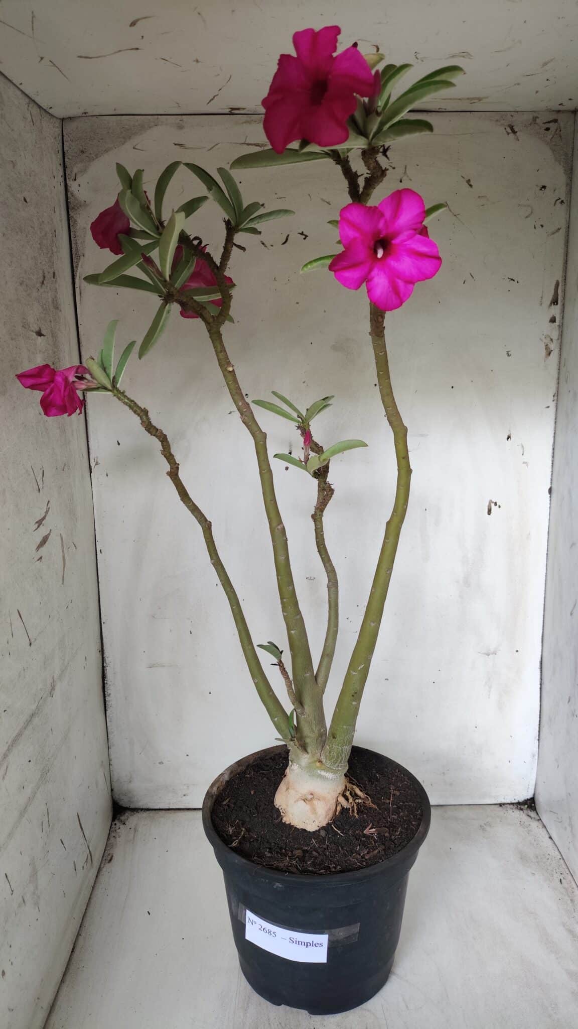 Planta Simples 2685 – 50cm – 04 anos