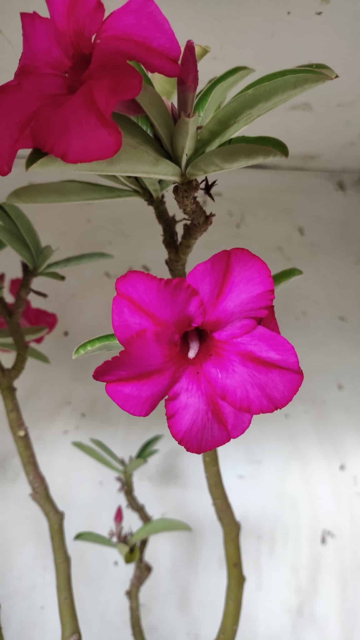Planta Simples 2685 – 50cm – 04 anos