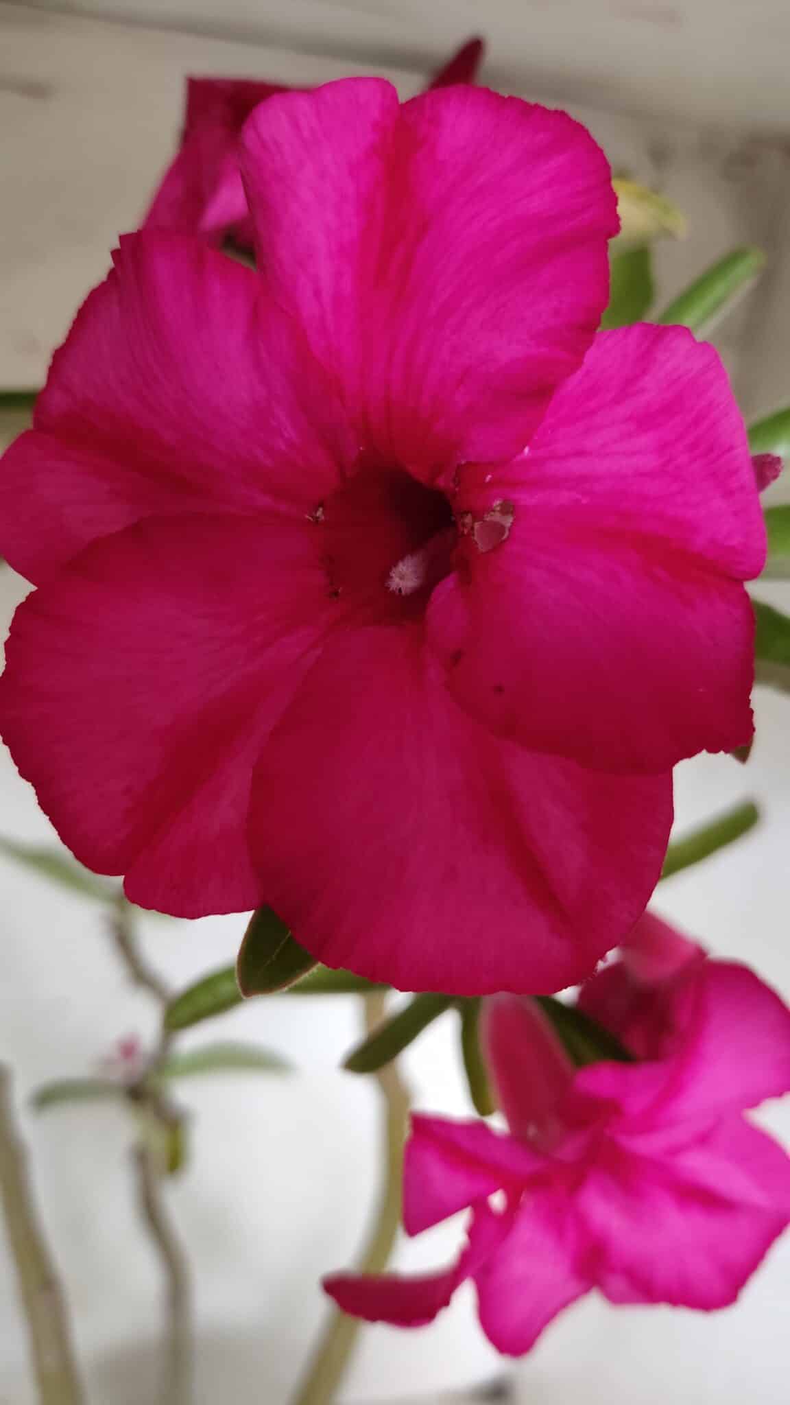 Planta Simples 2685 – 50cm – 04 anos