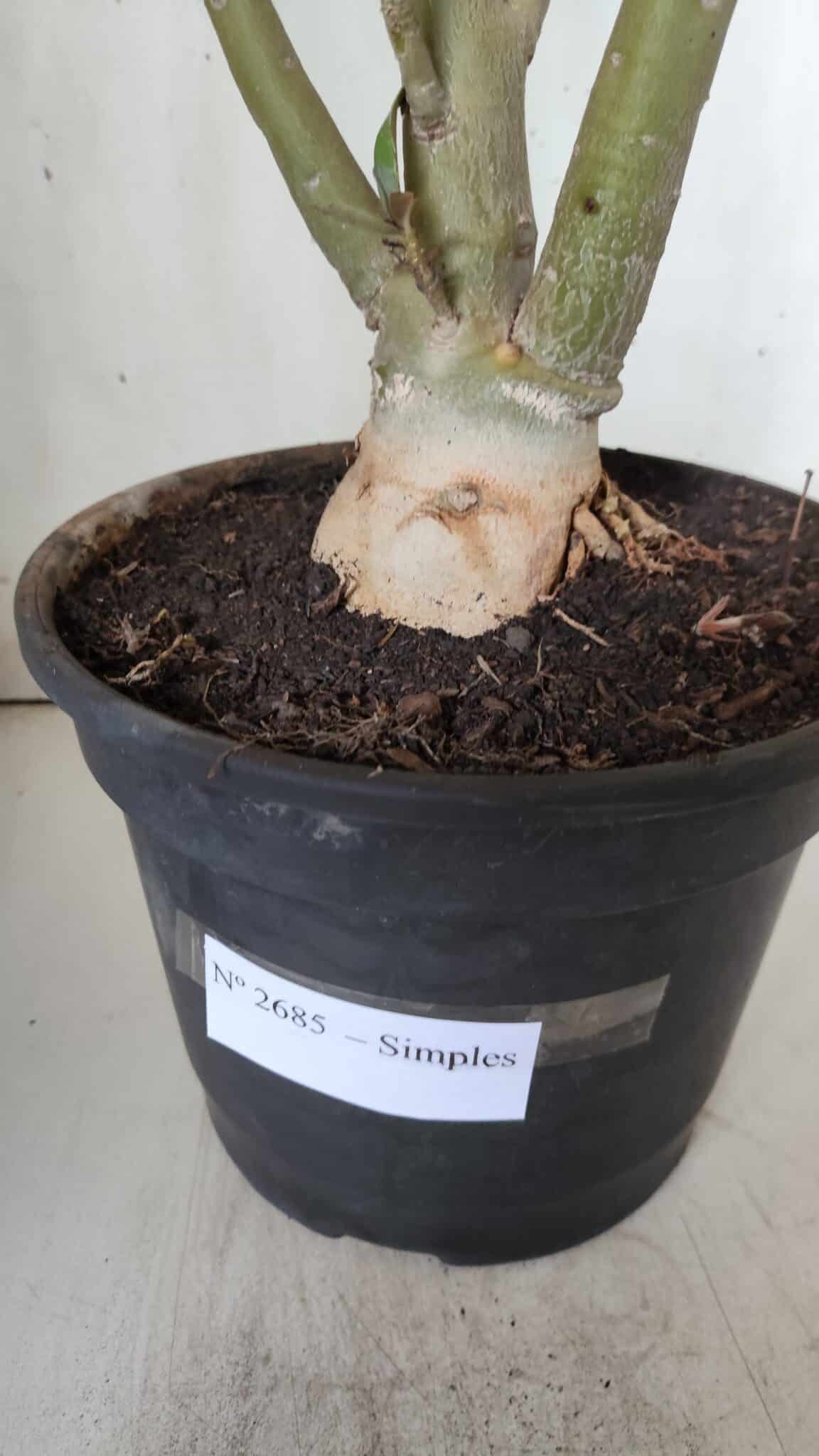 Planta Simples 2685 – 50cm – 04 anos