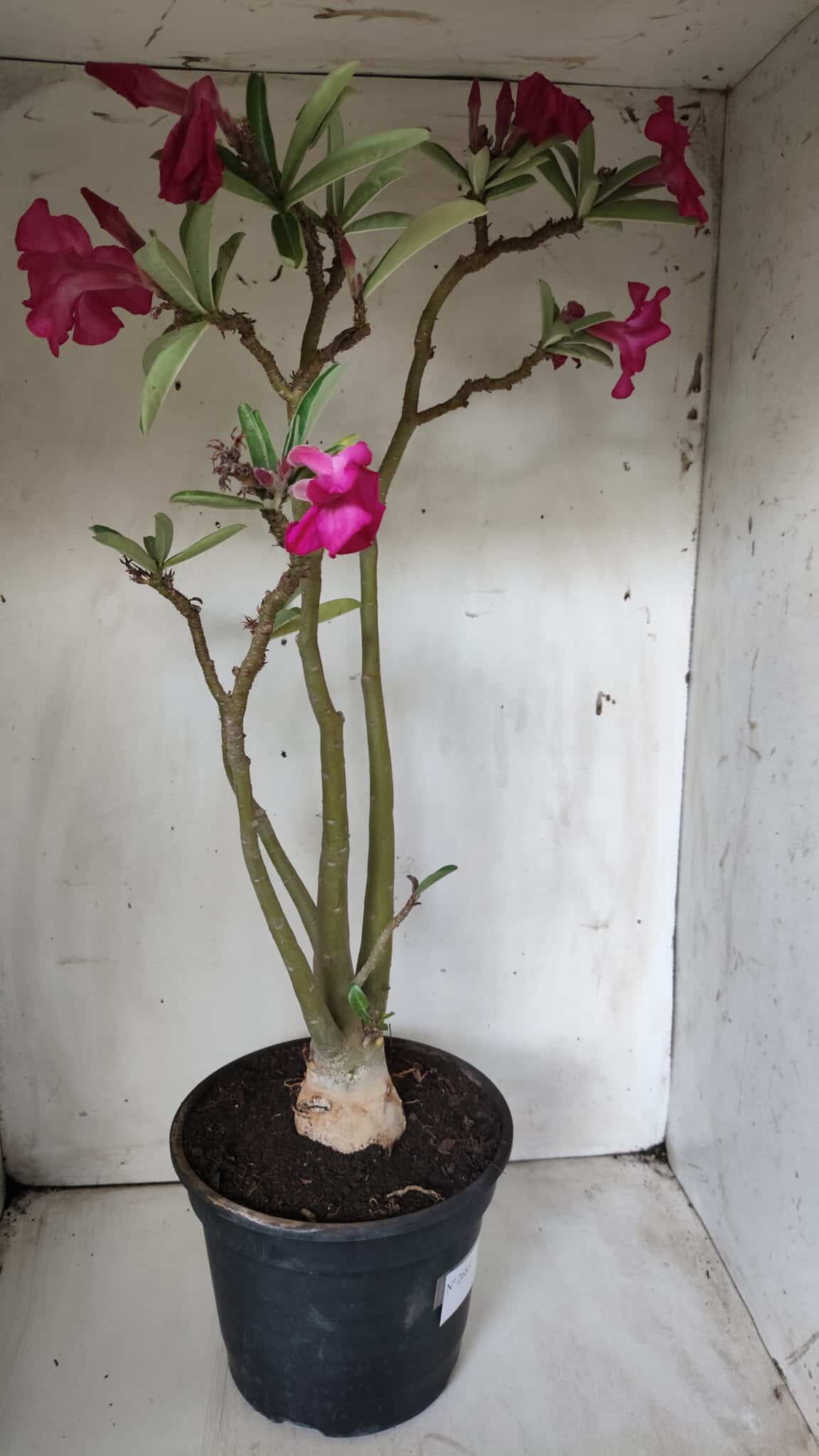 Planta Simples 2685 – 50cm – 04 anos