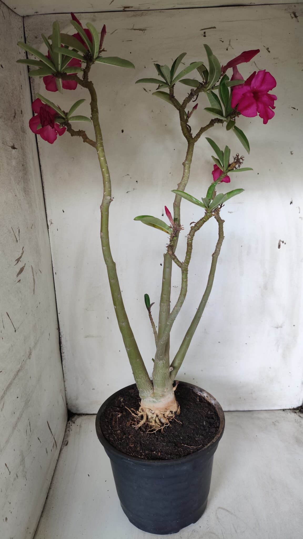 Planta Simples 2685 – 50cm – 04 anos