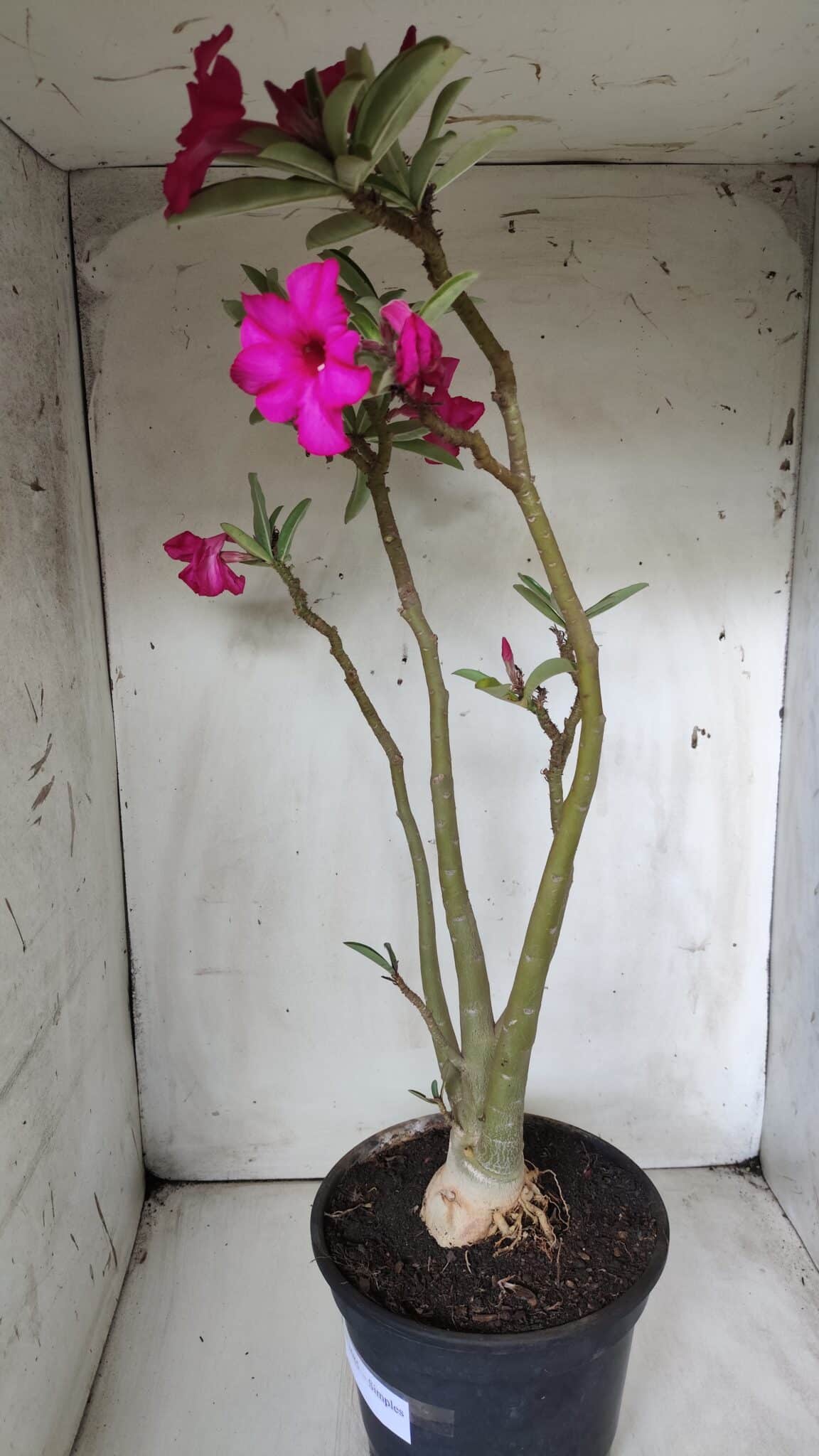 Planta Simples 2685 – 50cm – 04 anos