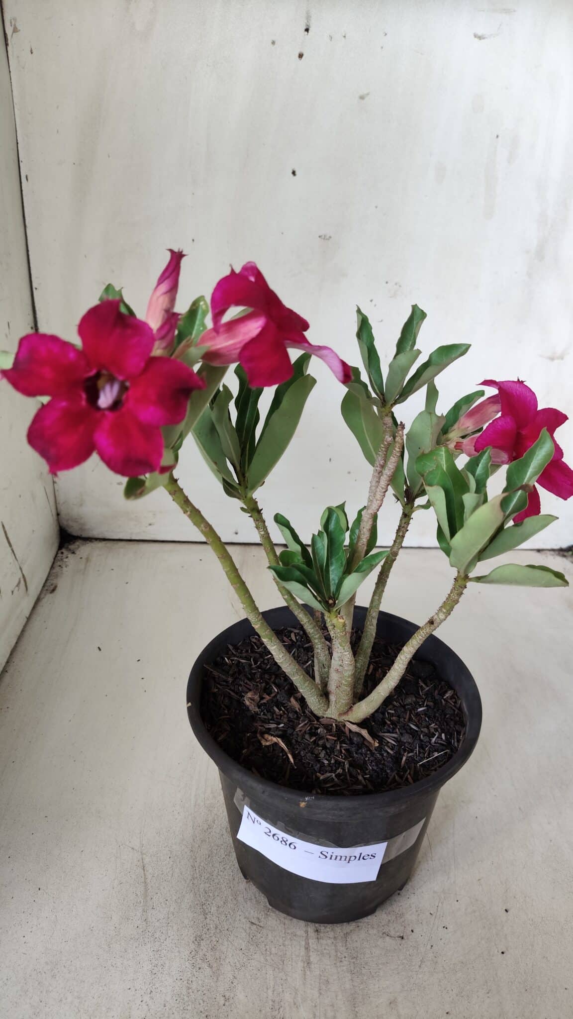 Planta Simples 2686 – 30cm – 02 anos