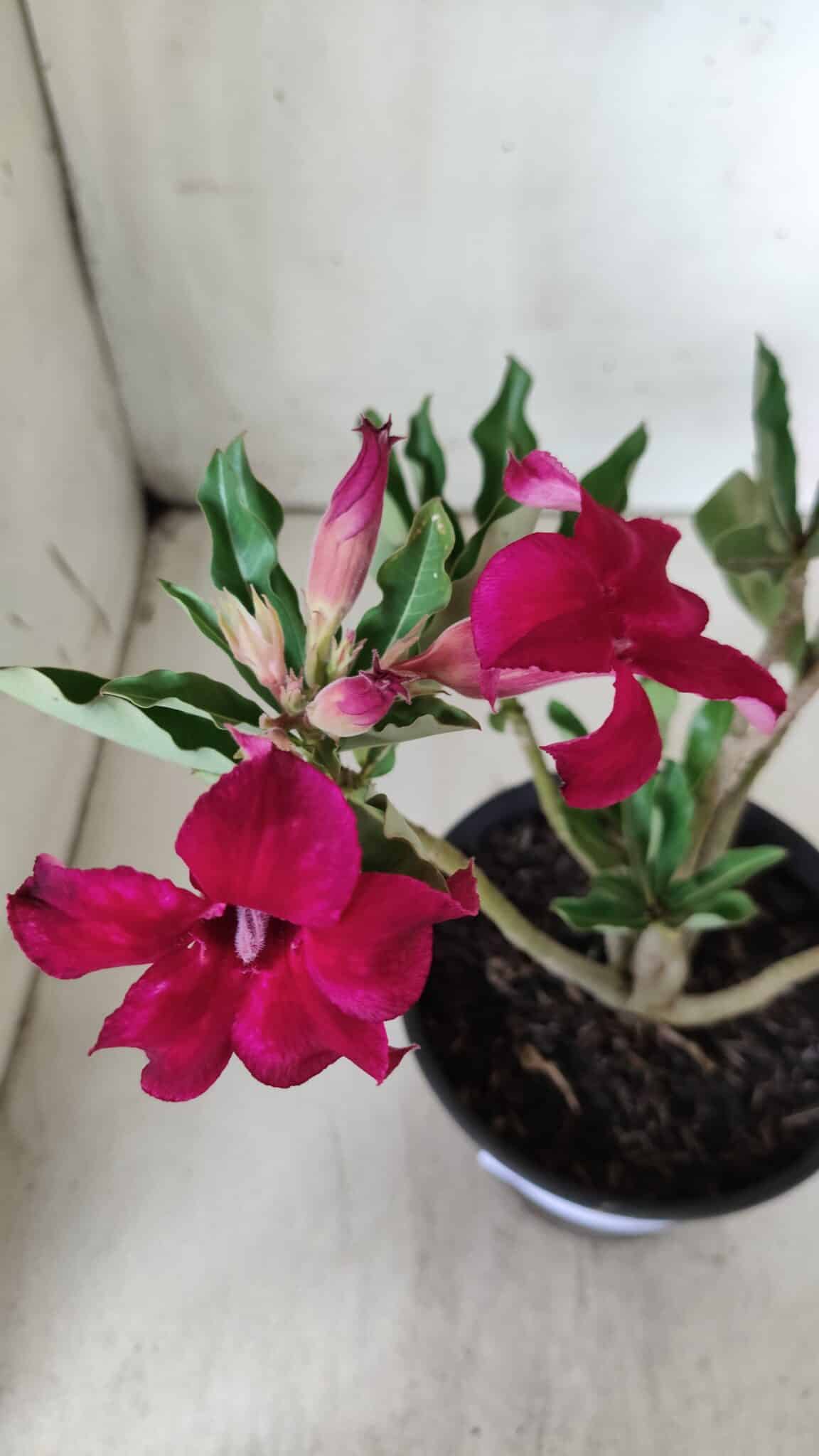 Planta Simples 2686 – 30cm – 02 anos