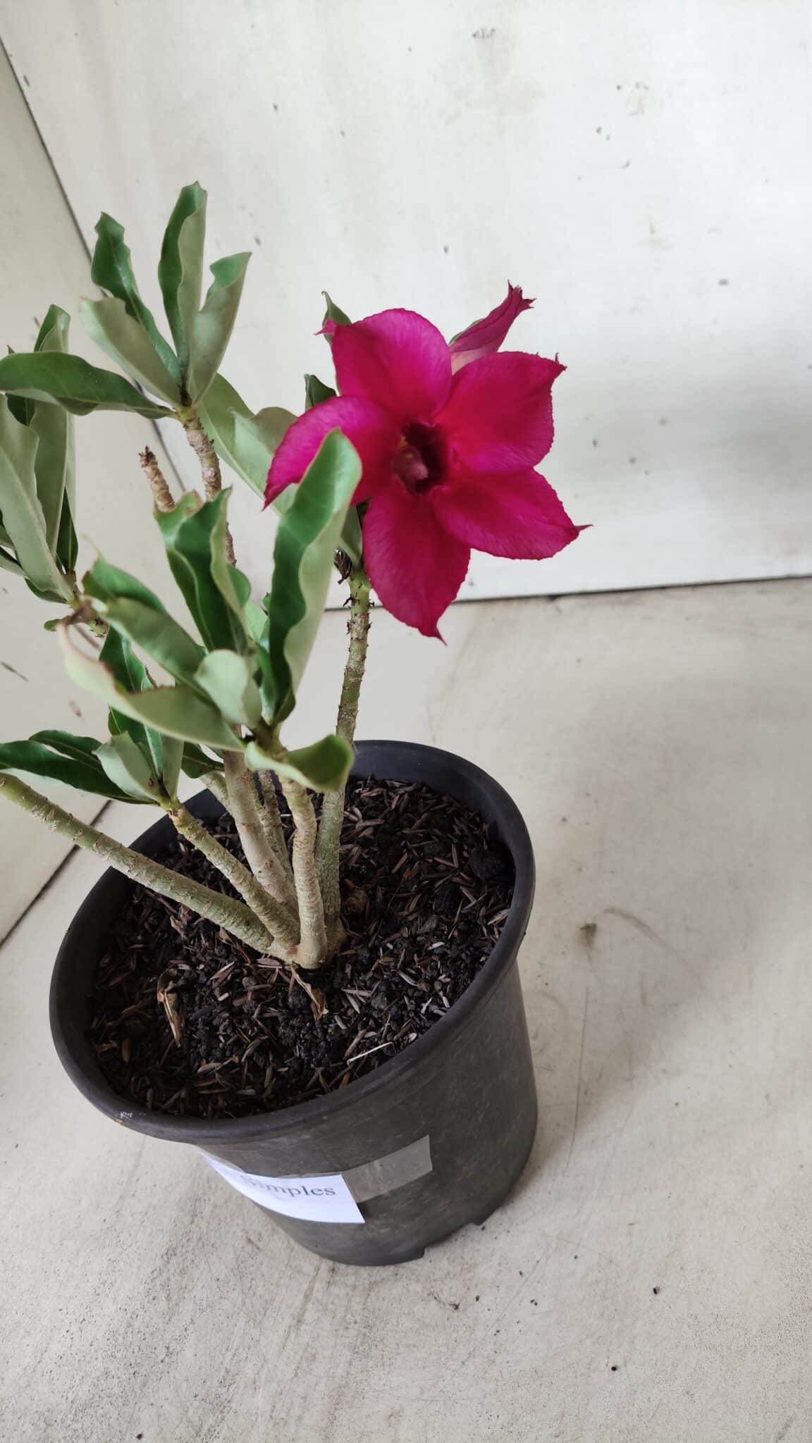 Planta Simples 2686 – 30cm – 02 anos
