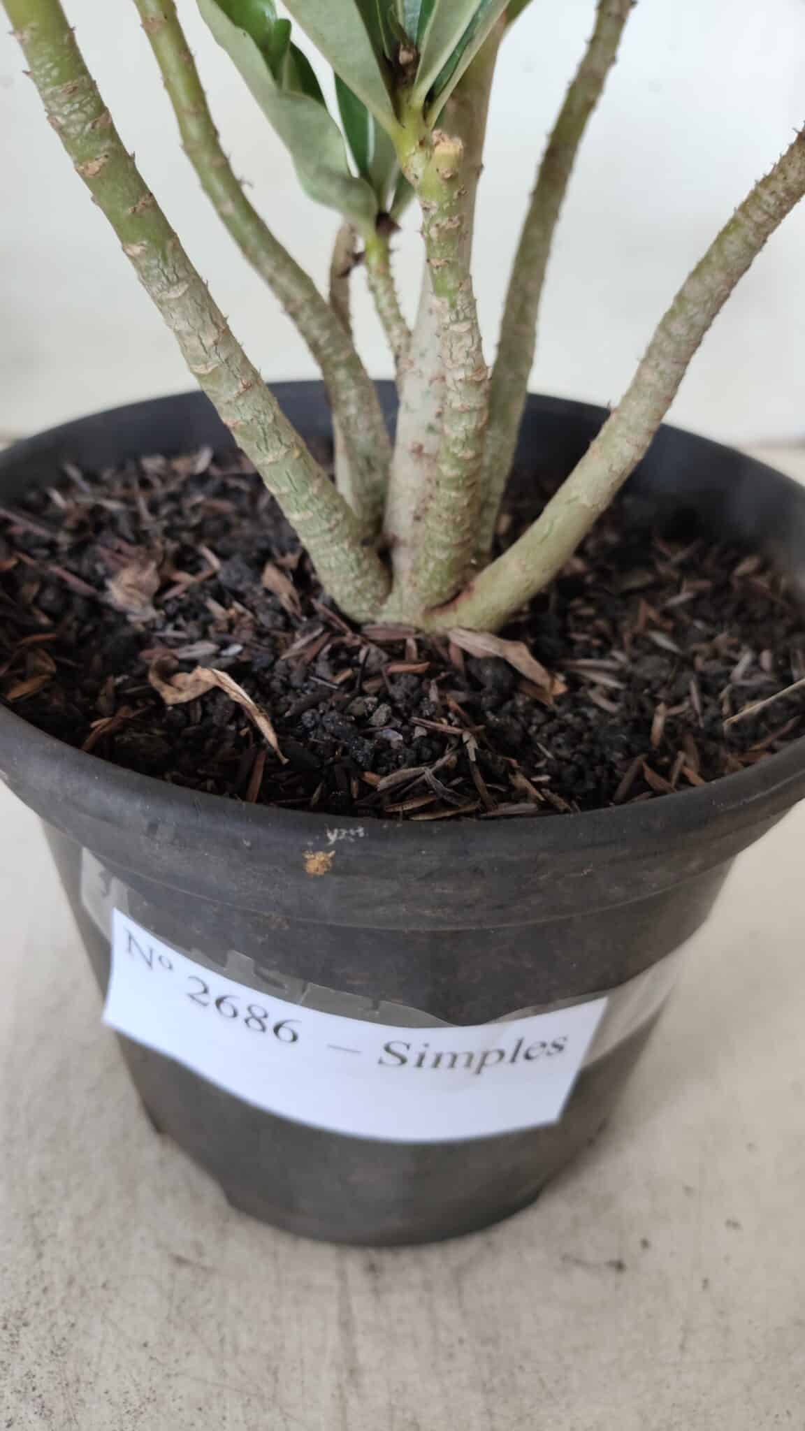 Planta Simples 2686 – 30cm – 02 anos