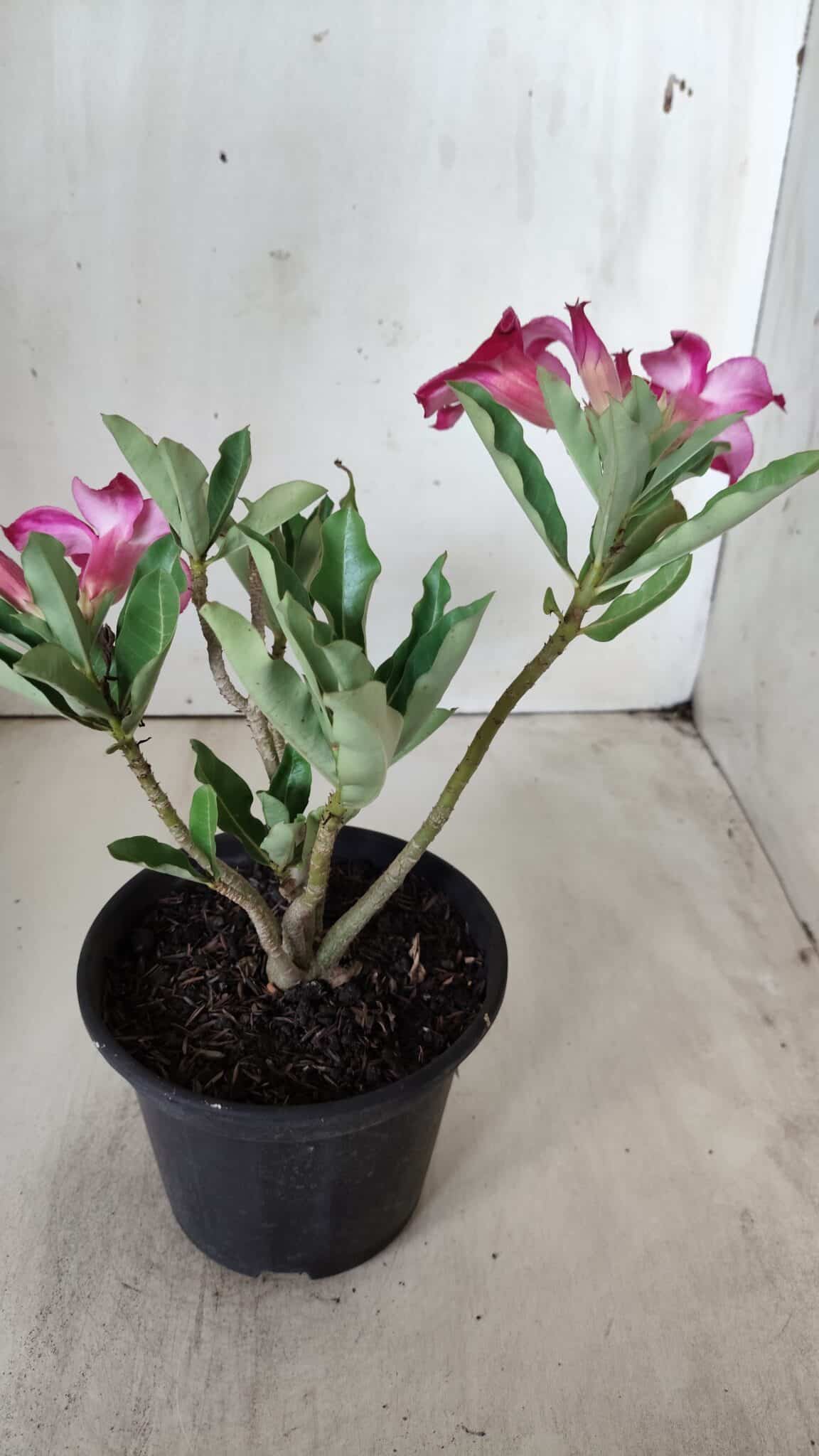 Planta Simples 2686 – 30cm – 02 anos