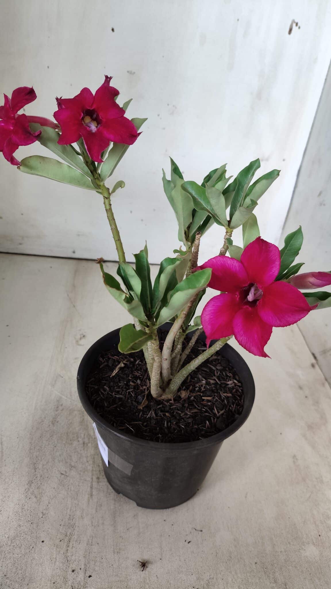Planta Simples 2686 – 30cm – 02 anos