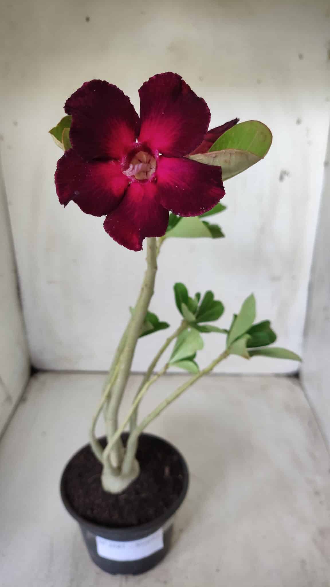 Planta Simples 2687 – 35cm – 03 anos
