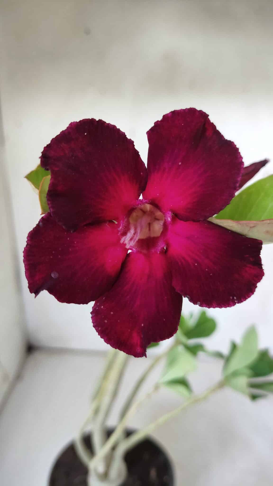 Planta Simples 2687 – 35cm – 03 anos