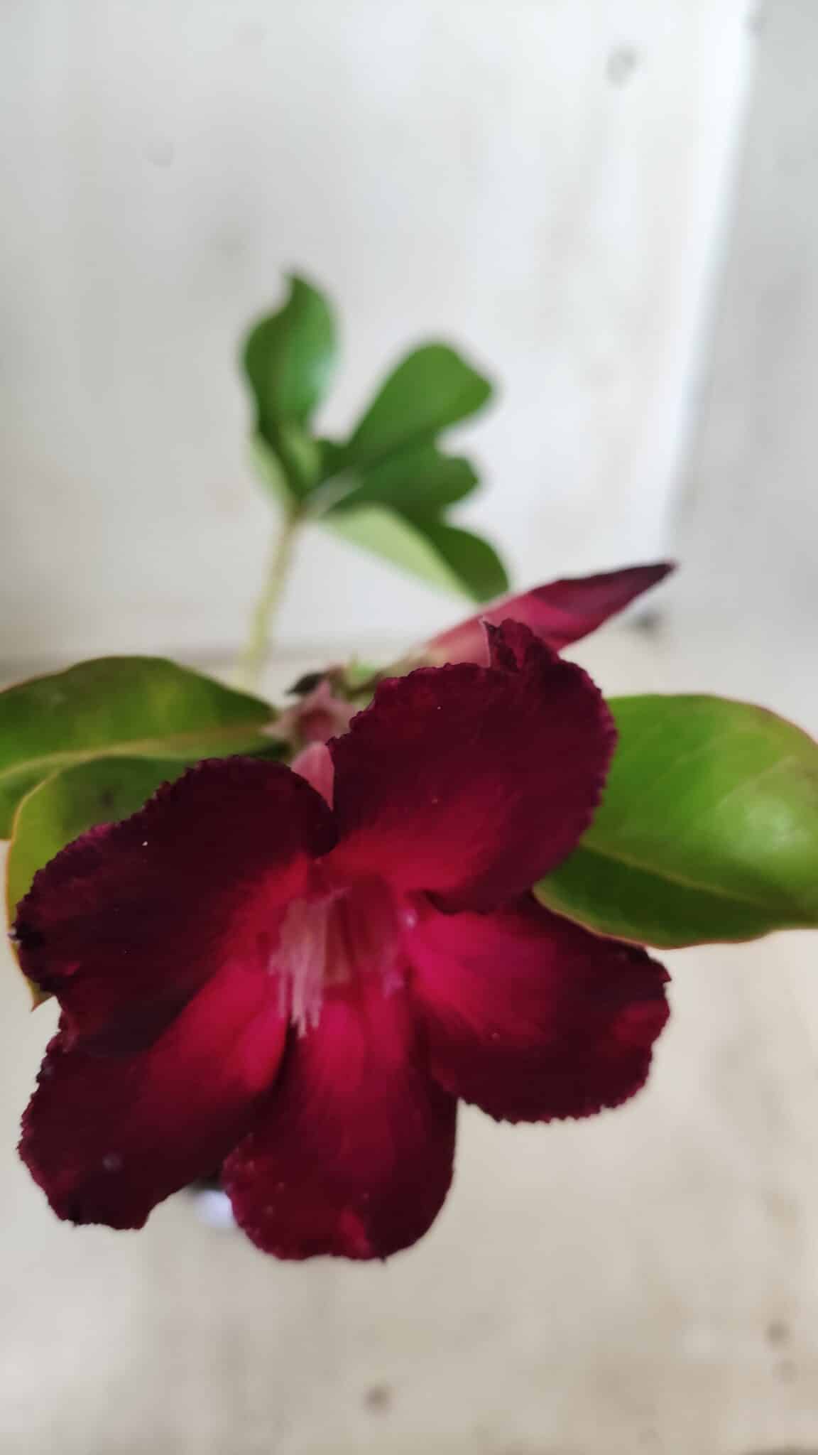 Planta Simples 2687 – 35cm – 03 anos