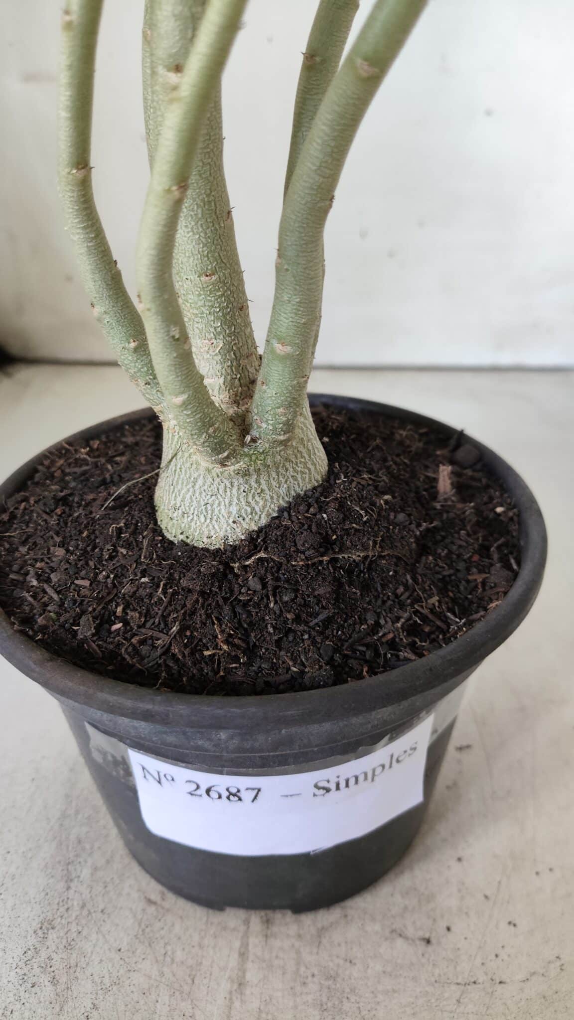 Planta Simples 2687 – 35cm – 03 anos
