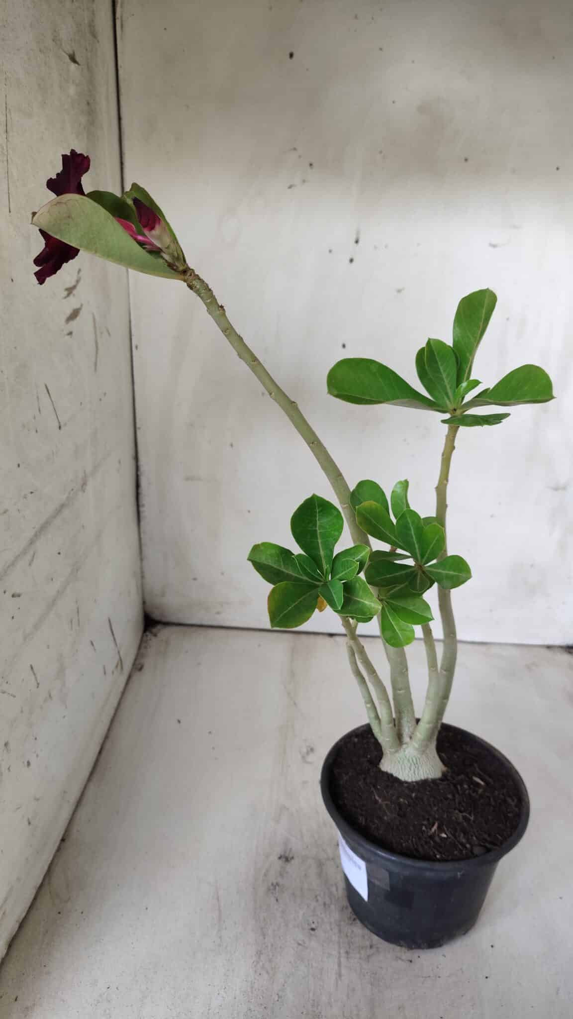 Planta Simples 2687 – 35cm – 03 anos