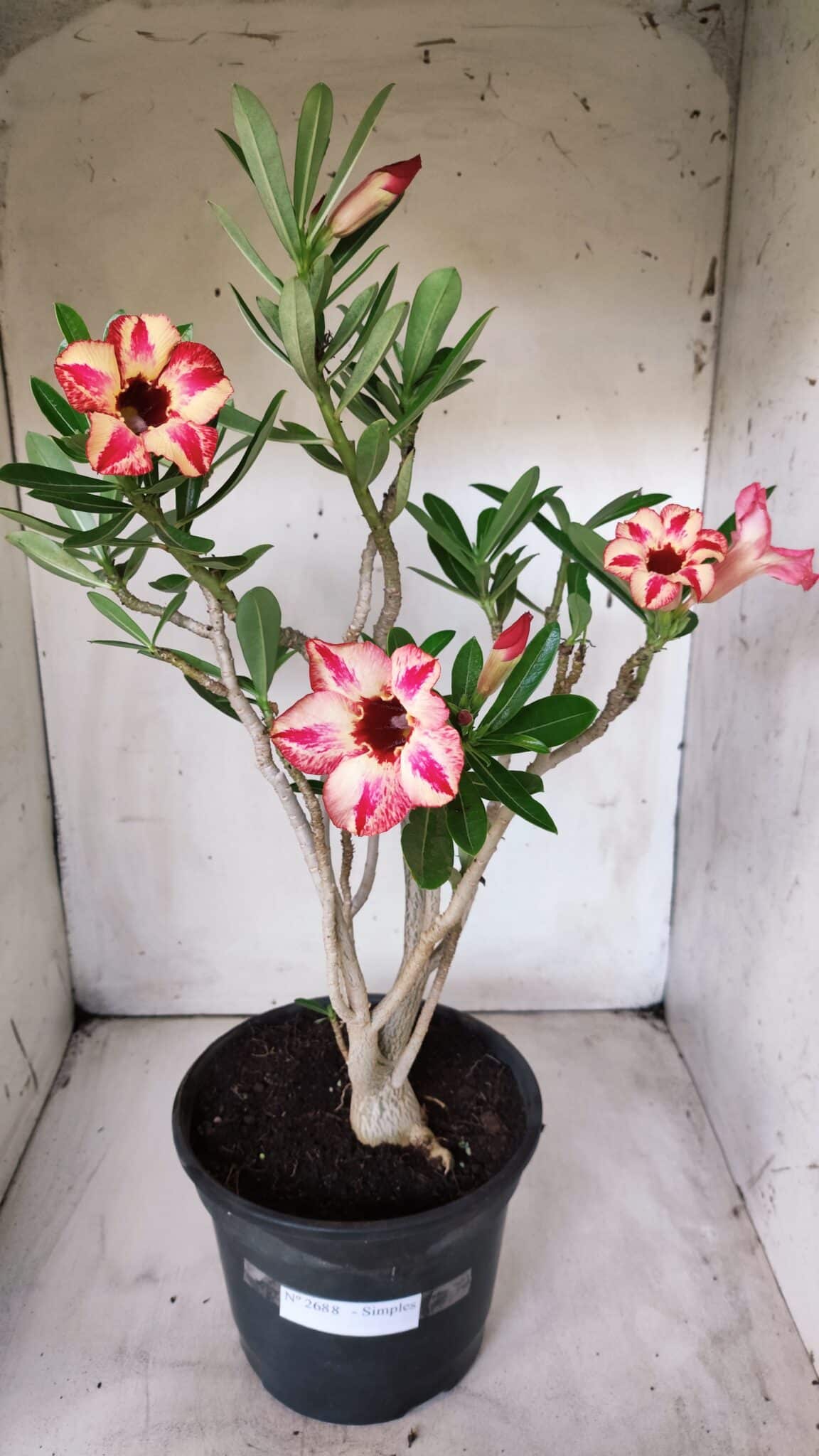 Planta Simples 2688 – 45cm – 03 anos