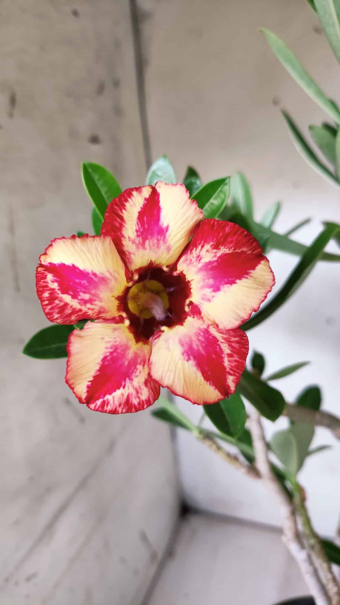 Planta Simples 2688 – 45cm – 03 anos