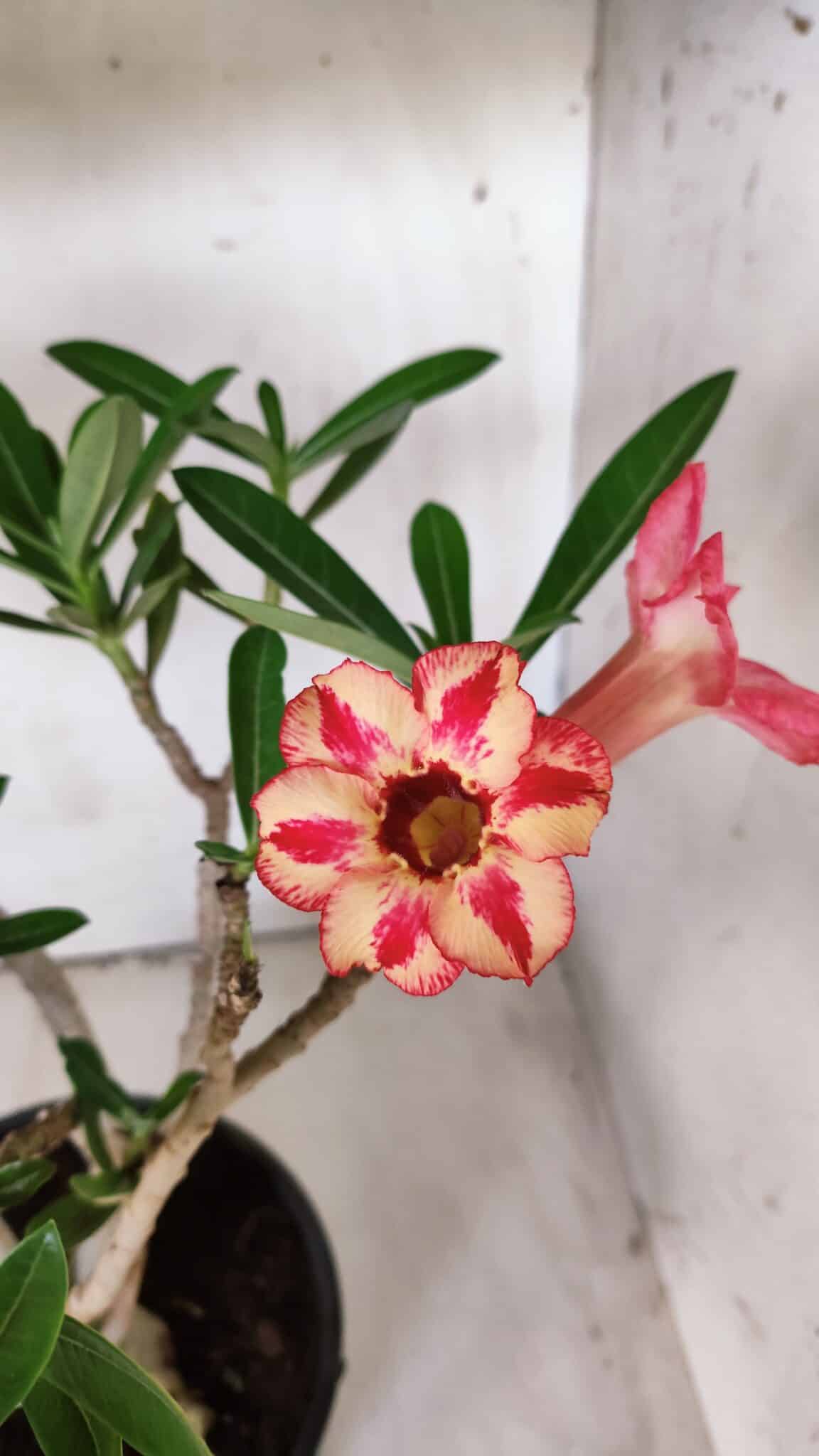 Planta Simples 2688 – 45cm – 03 anos
