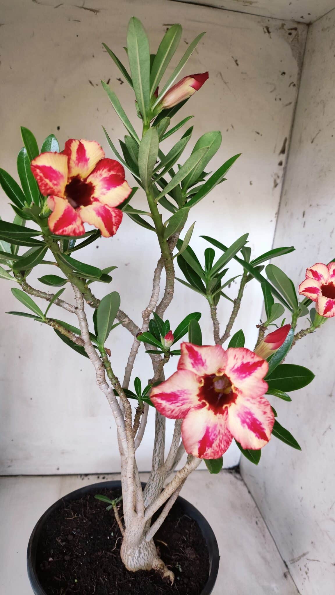 Planta Simples 2688 – 45cm – 03 anos