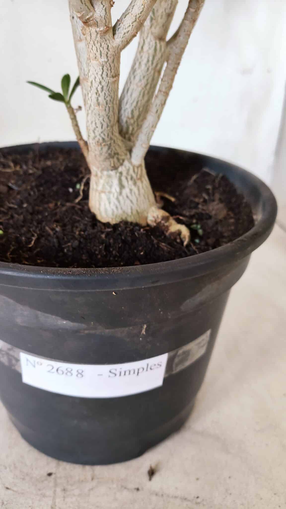 Planta Simples 2688 – 45cm – 03 anos