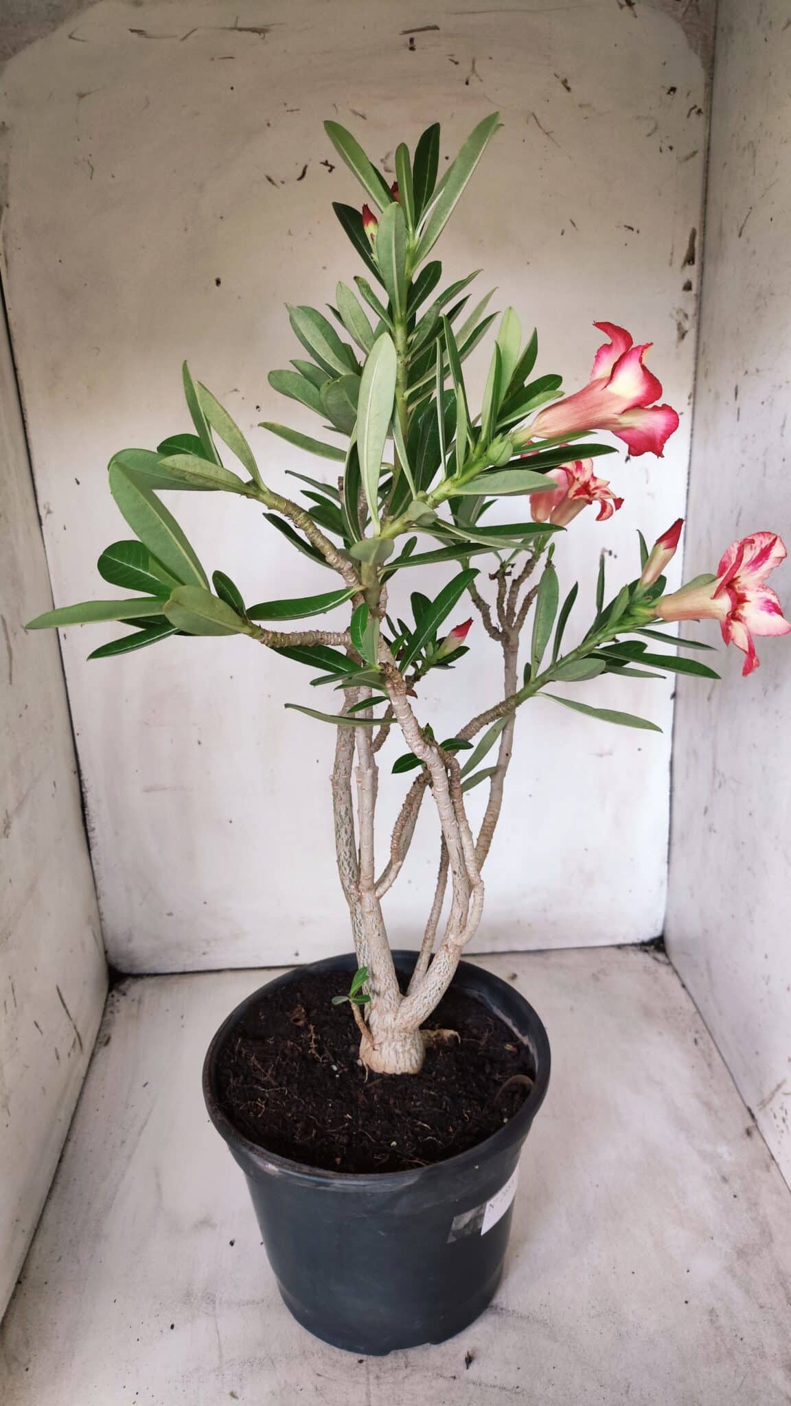 Planta Simples 2688 – 45cm – 03 anos