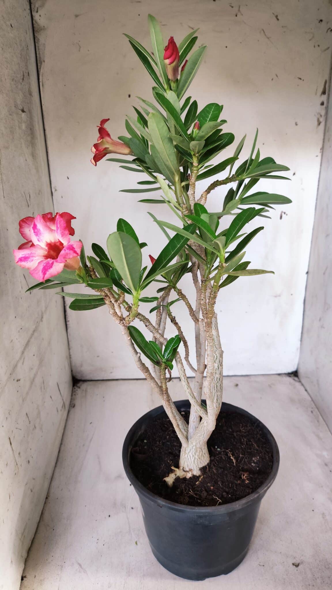 Planta Simples 2688 – 45cm – 03 anos