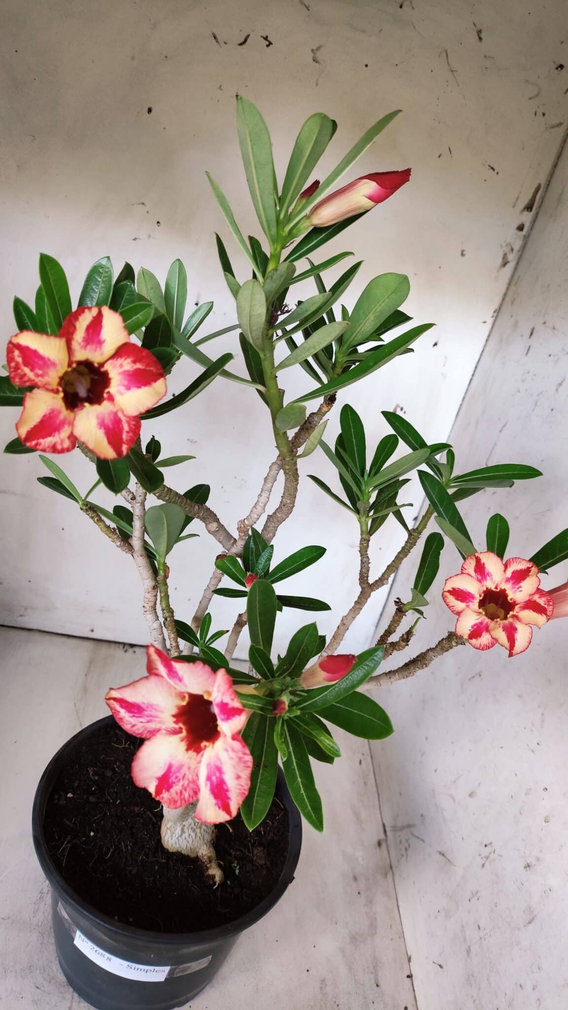 Planta Simples 2688 – 45cm – 03 anos
