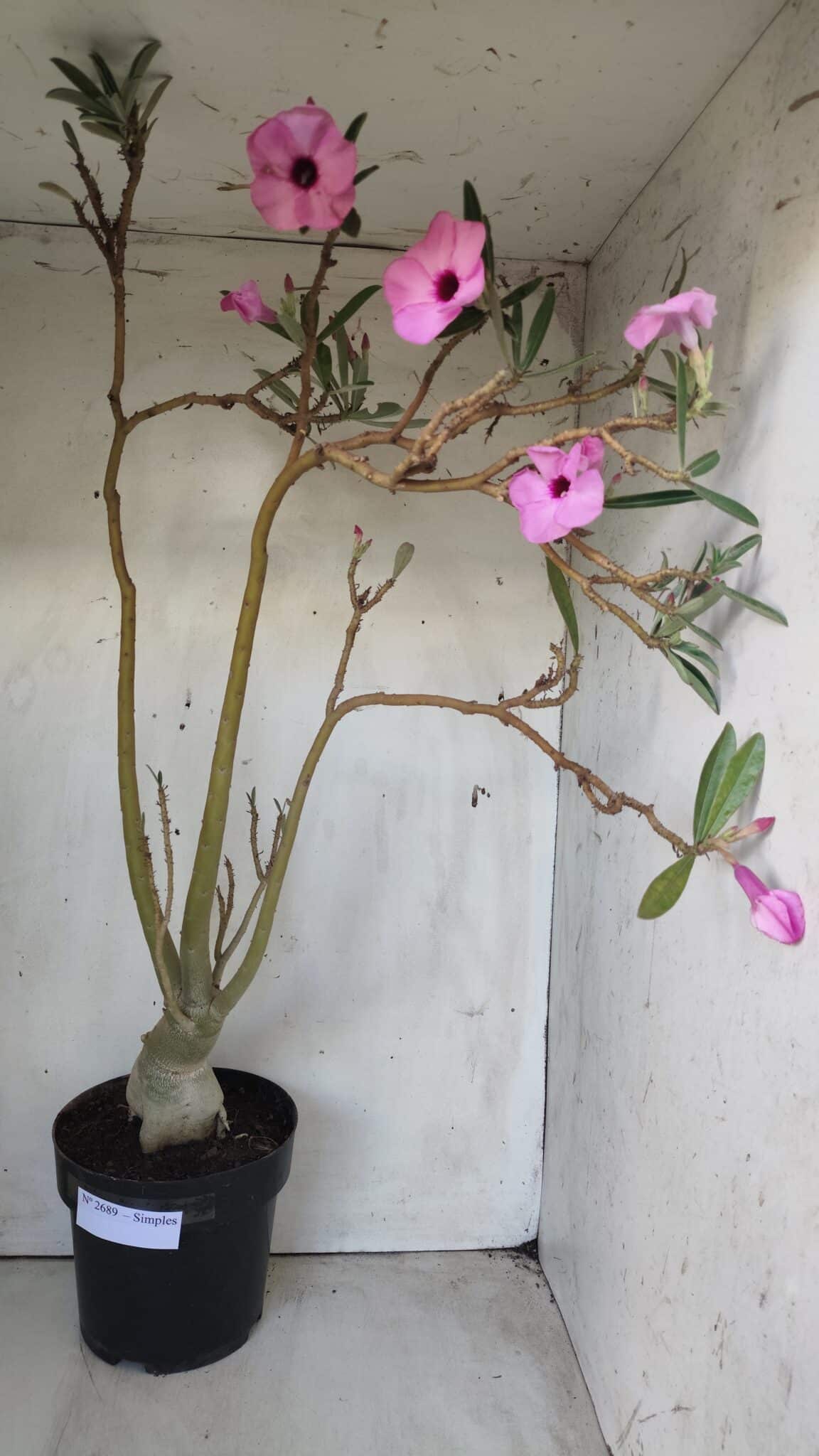 Planta Simples 2689 – 60cm – 04 anos