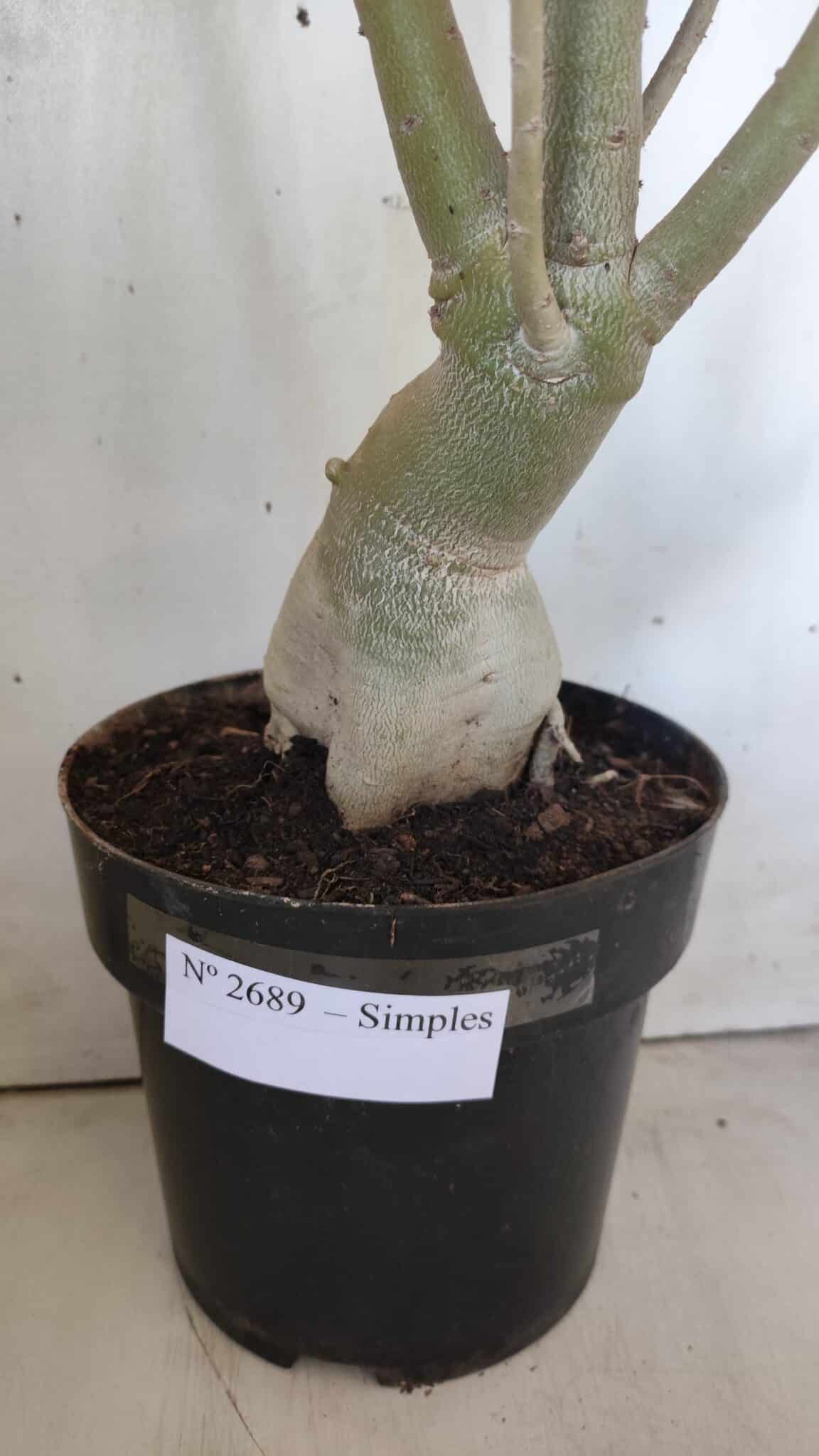 Planta Simples 2689 – 60cm – 04 anos