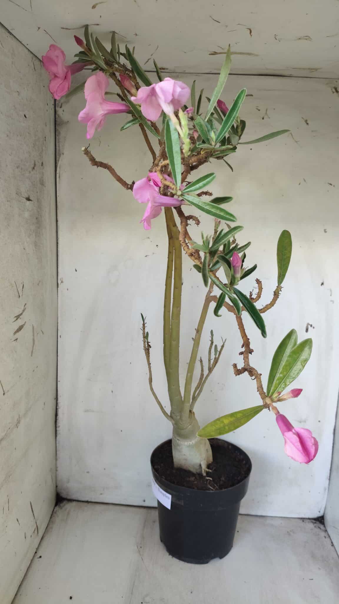 Planta Simples 2689 – 60cm – 04 anos