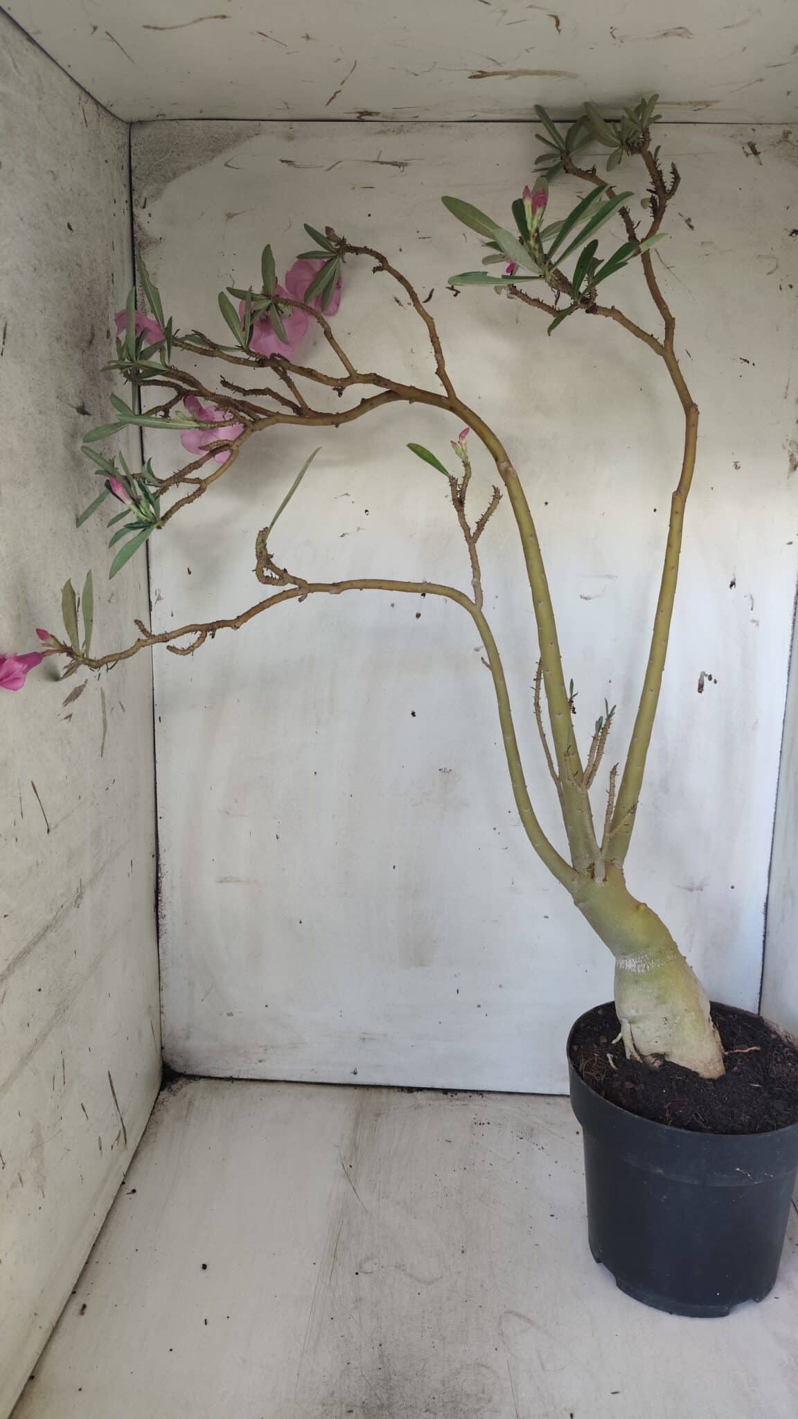 Planta Simples 2689 – 60cm – 04 anos