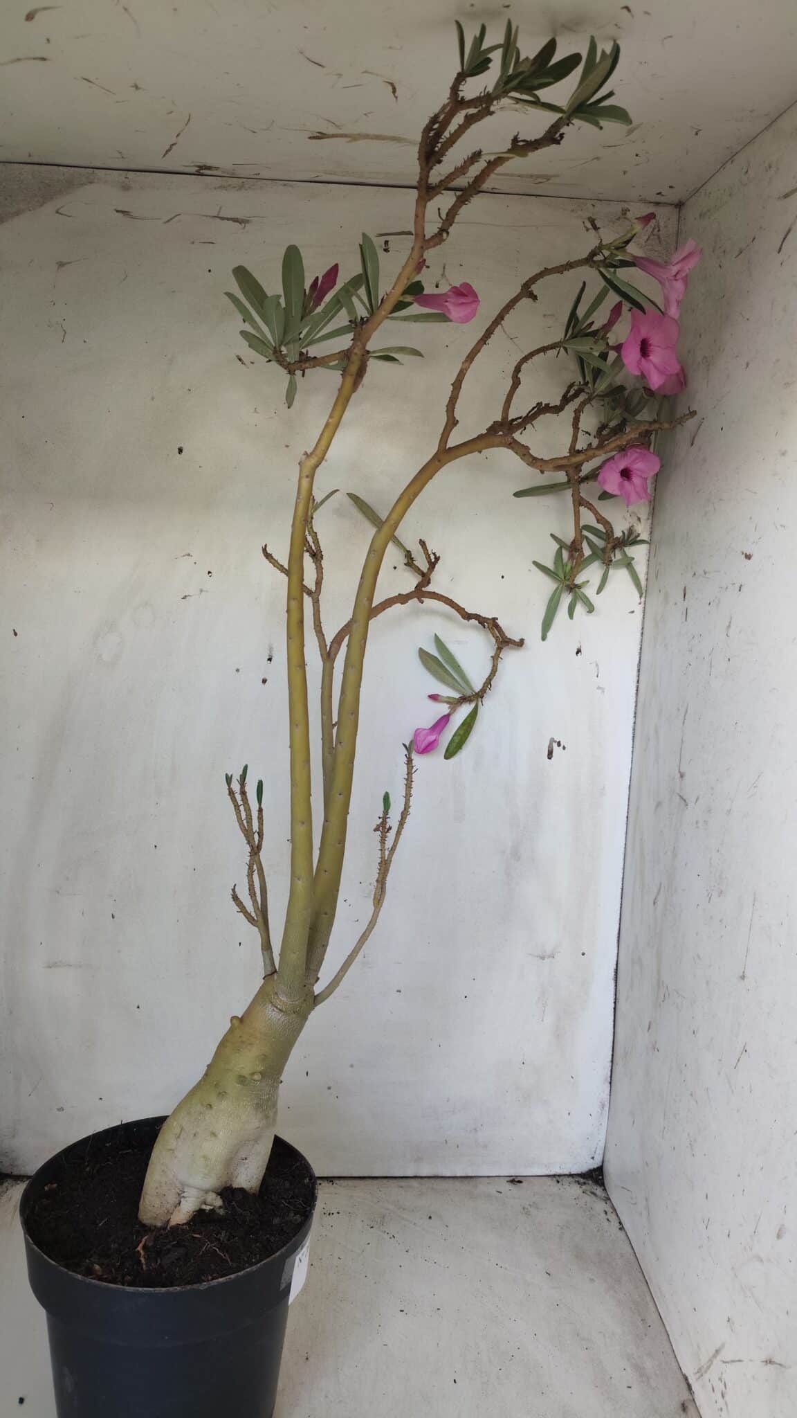 Planta Simples 2689 – 60cm – 04 anos