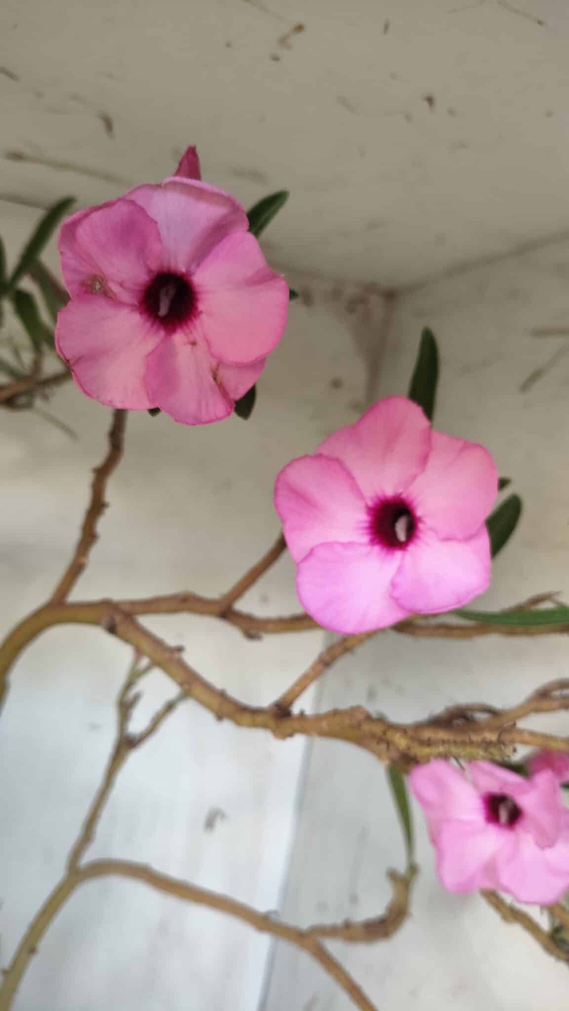 Planta Simples 2689 – 60cm – 04 anos