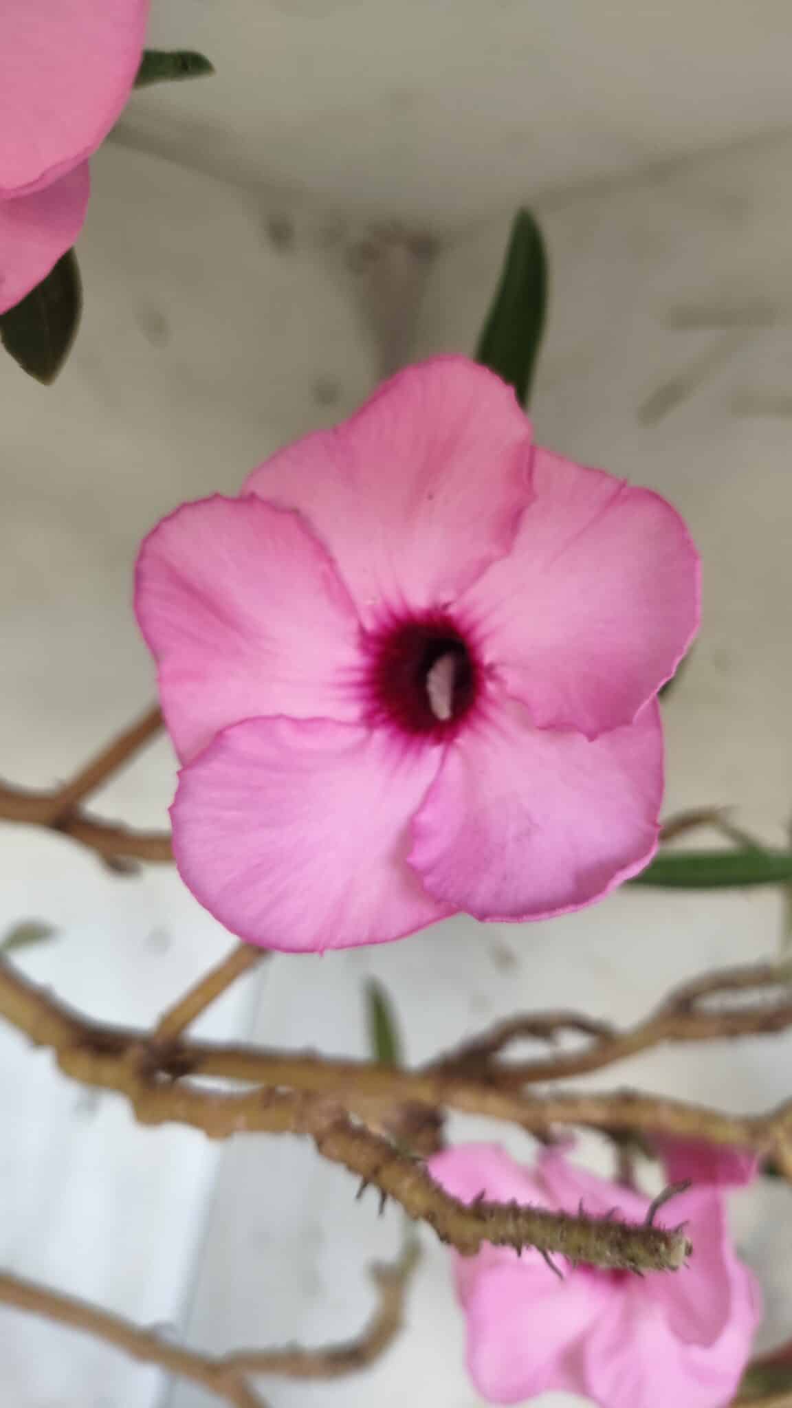 Planta Simples 2689 – 60cm – 04 anos