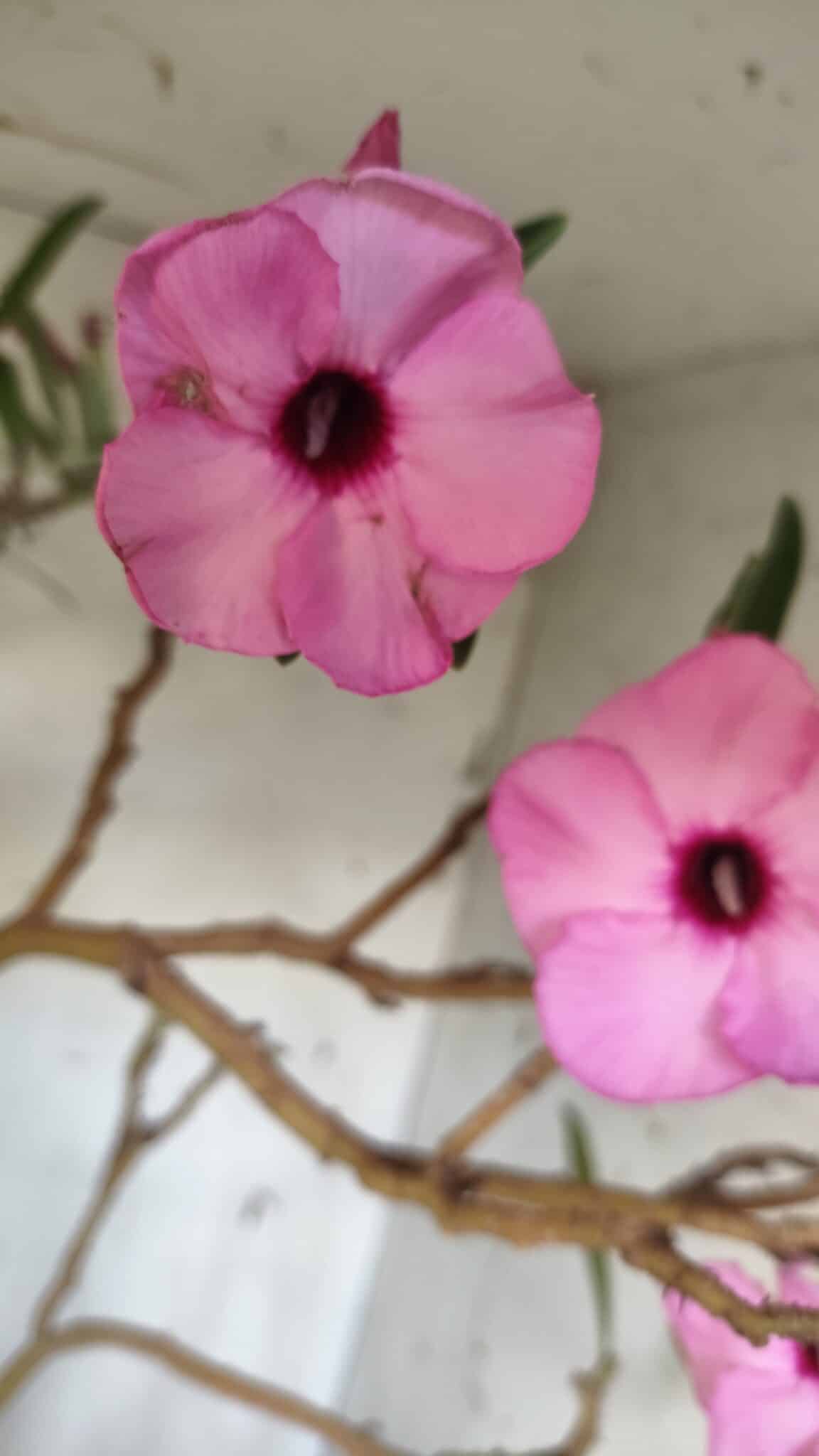 Planta Simples 2689 – 60cm – 04 anos