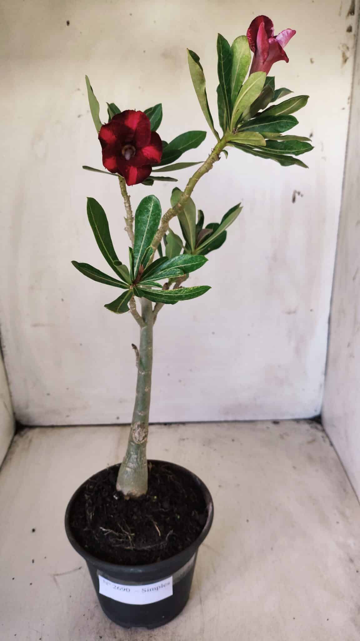 Planta Simples 2690 – 30cm – 02 anos