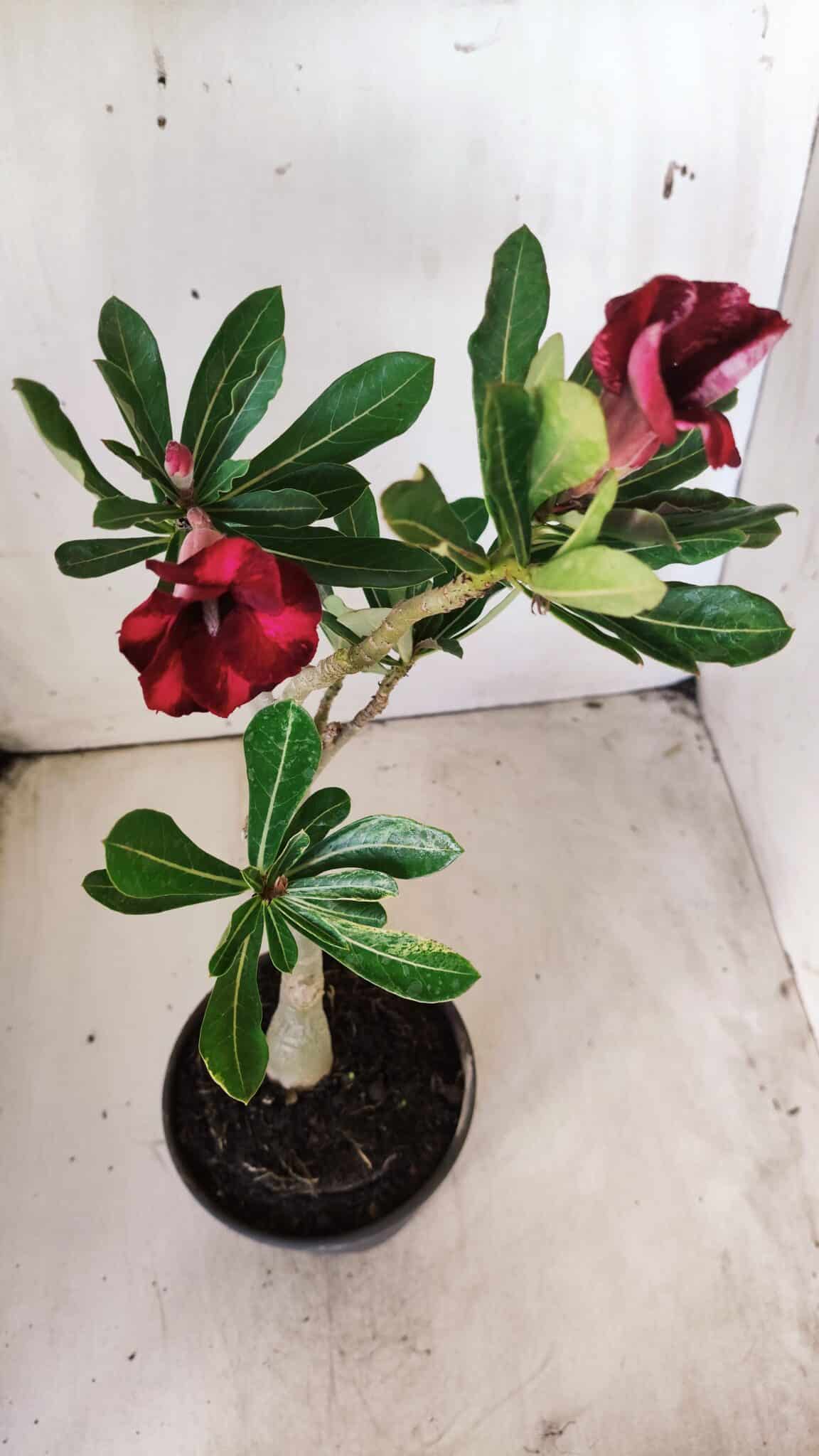 Planta Simples 2690 – 30cm – 02 anos