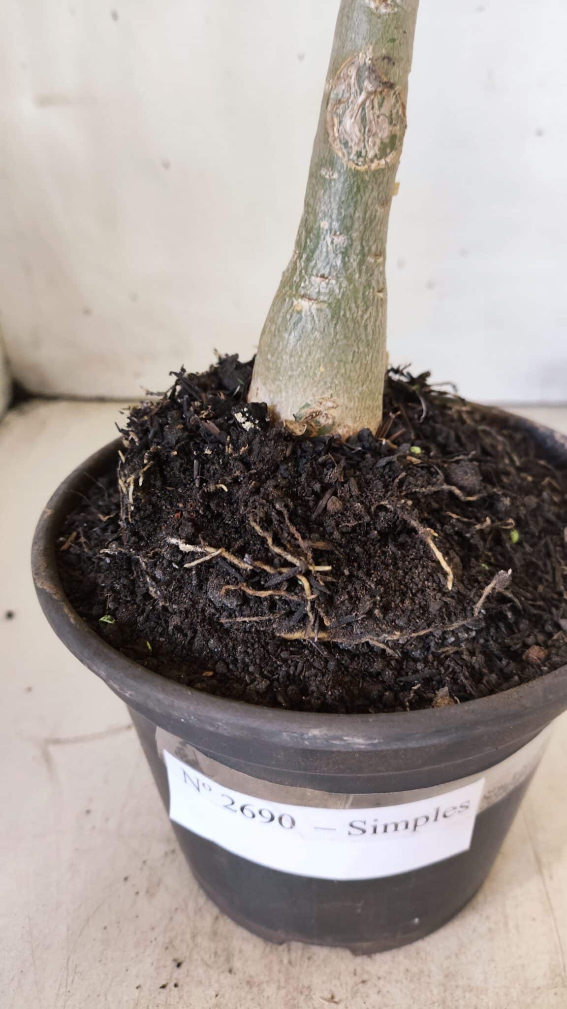 Planta Simples 2690 – 30cm – 02 anos