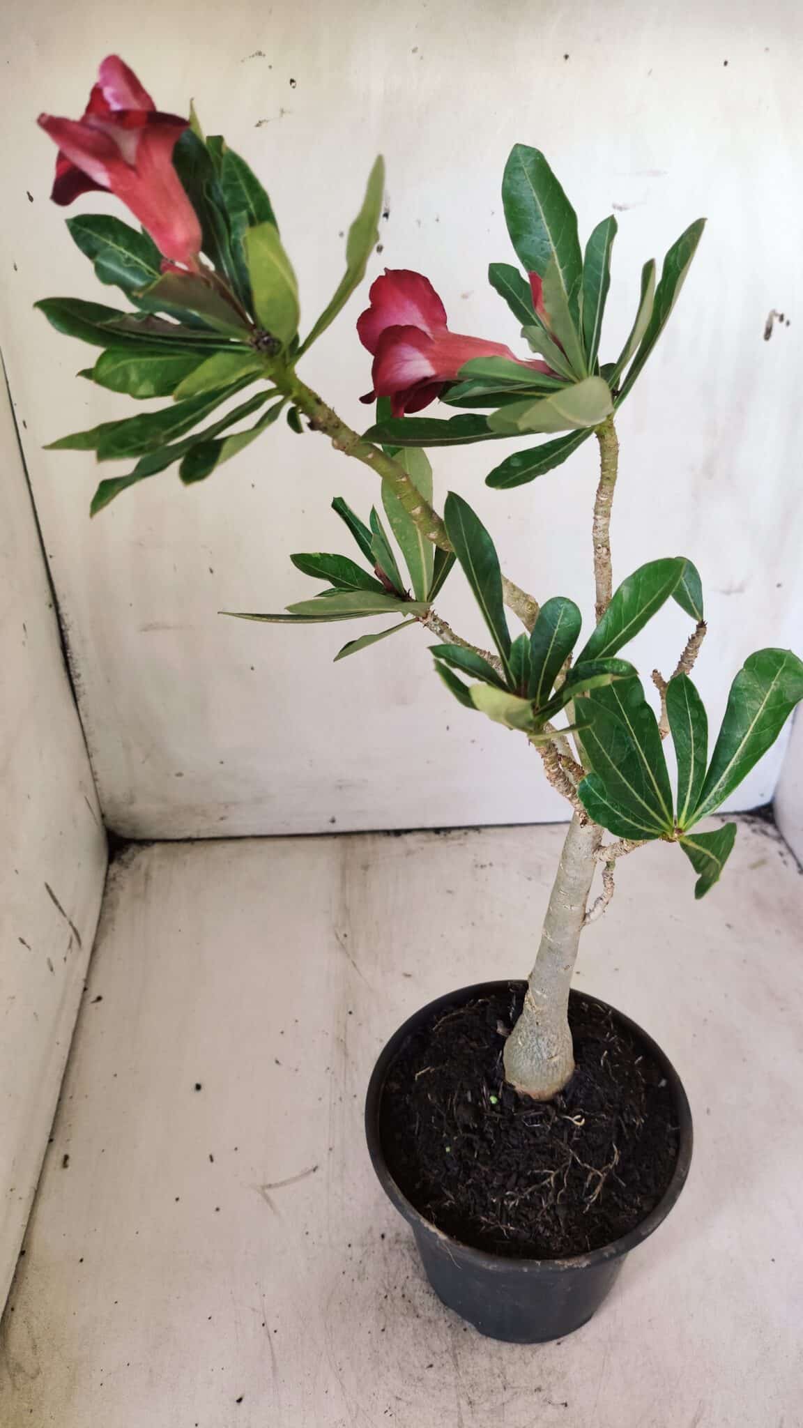 Planta Simples 2690 – 30cm – 02 anos