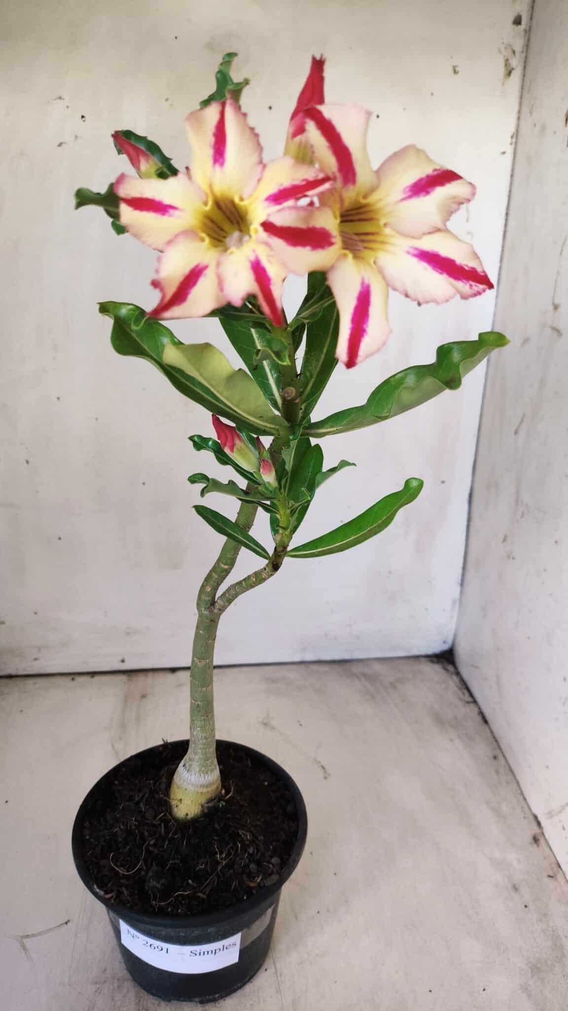 Planta Simples 2691 – 30cm – 02 anos