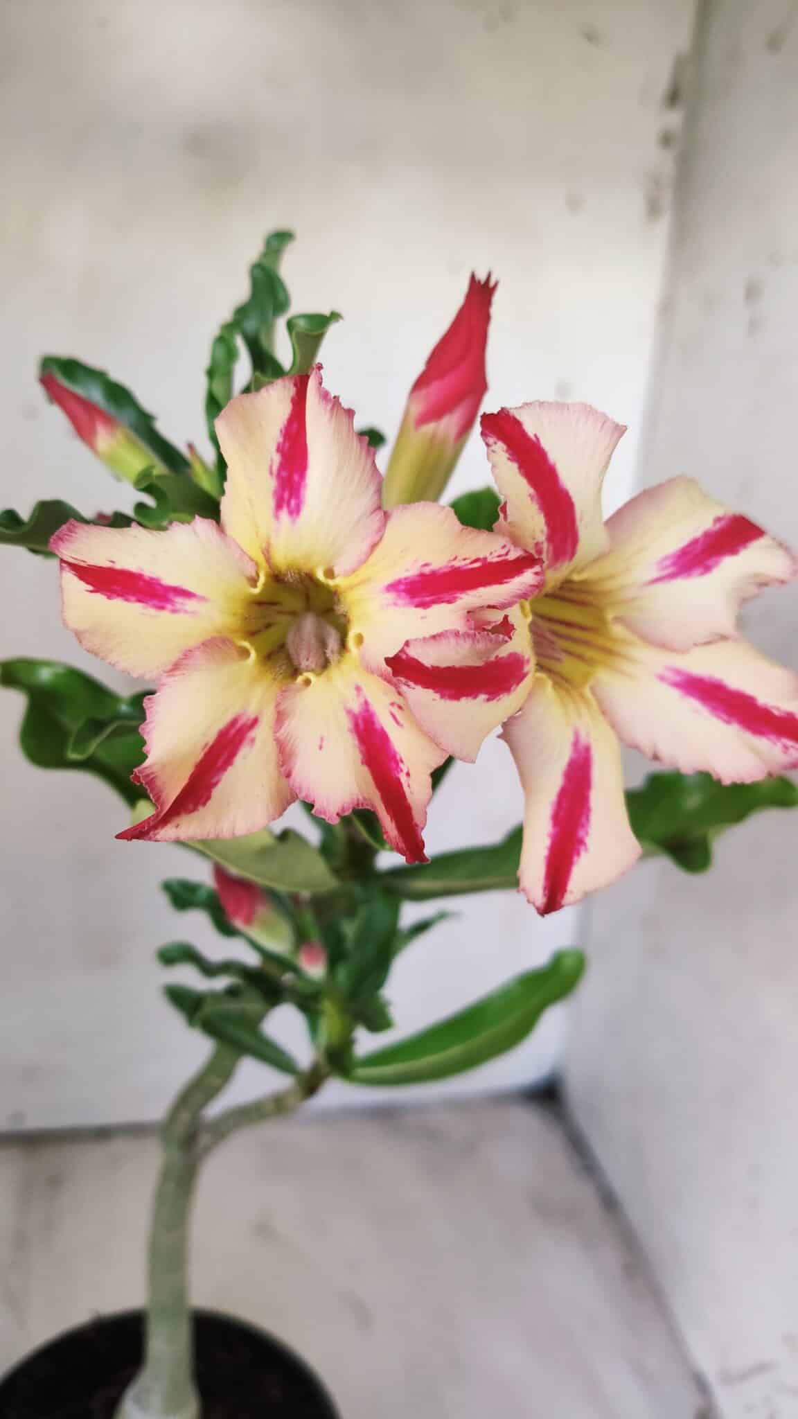 Planta Simples 2691 – 30cm – 02 anos