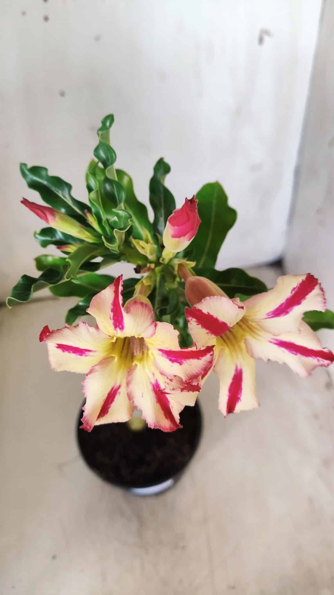 Planta Simples 2691 – 30cm – 02 anos