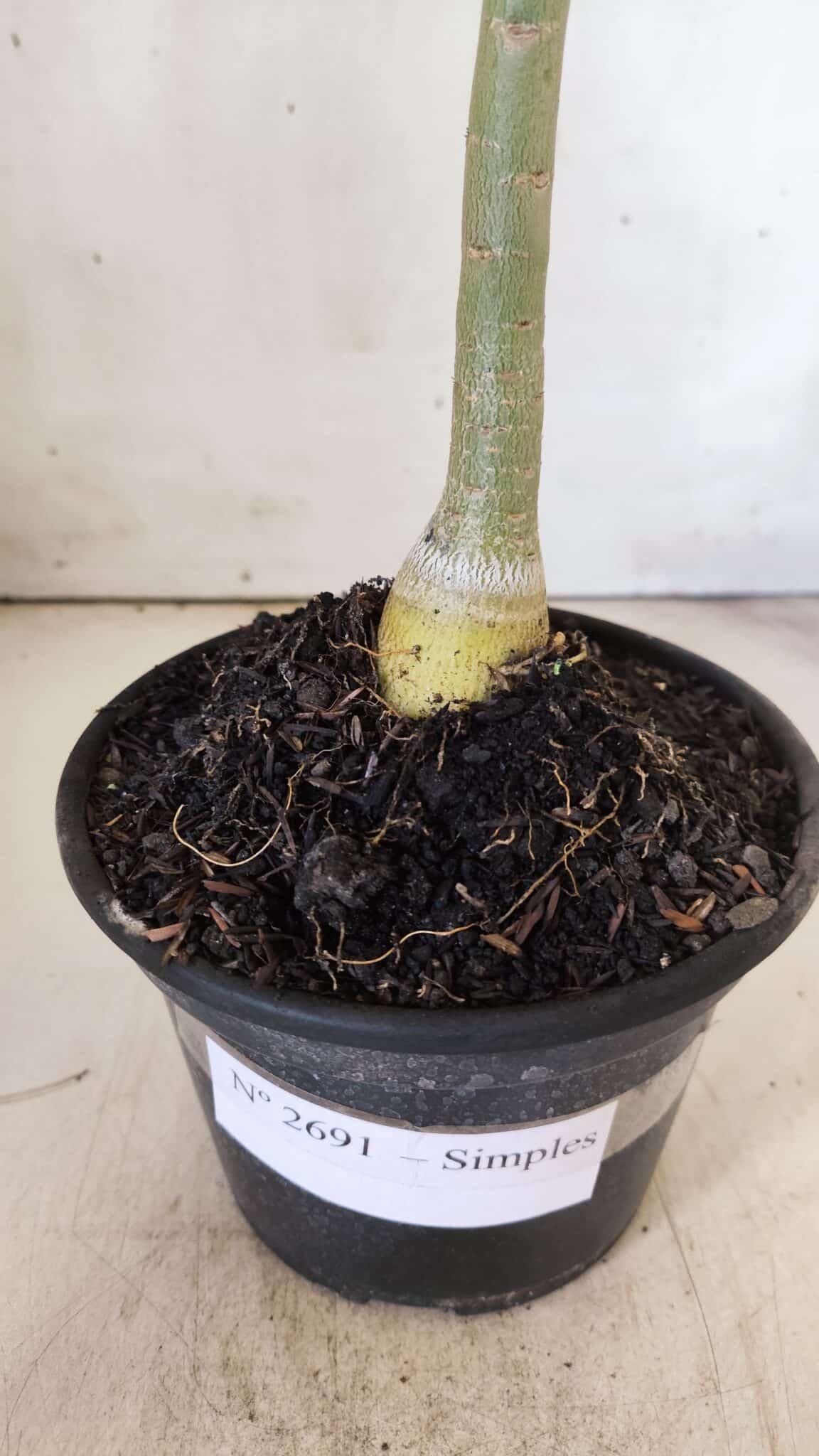 Planta Simples 2691 – 30cm – 02 anos