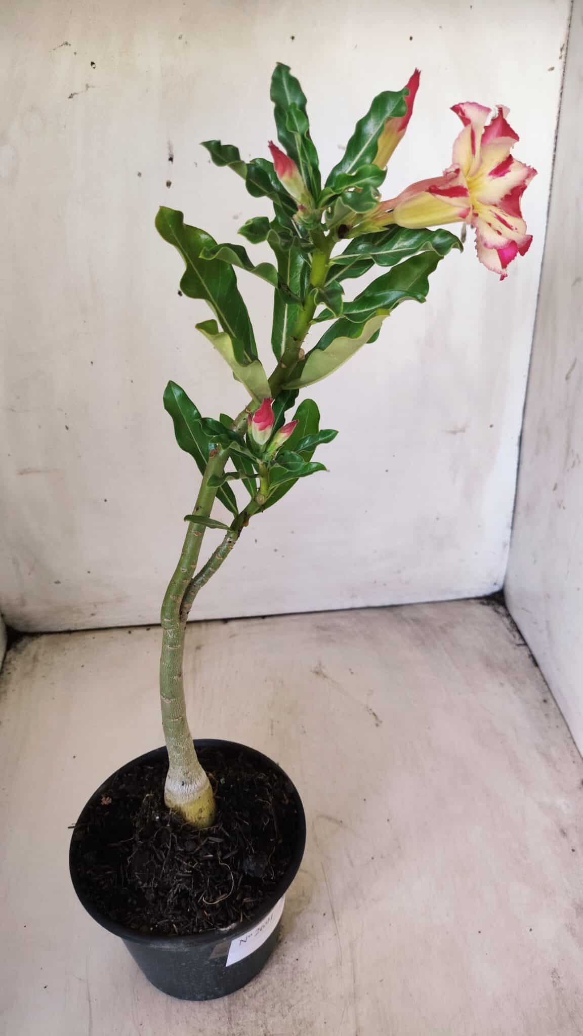Planta Simples 2691 – 30cm – 02 anos